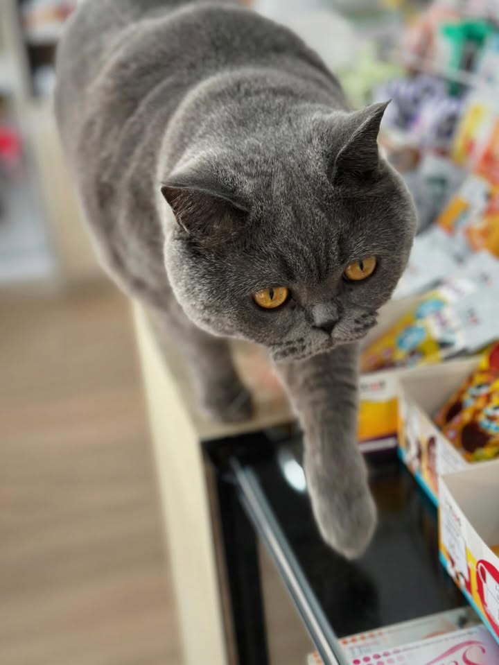 จ๋า - ยศสินี ณ นคร