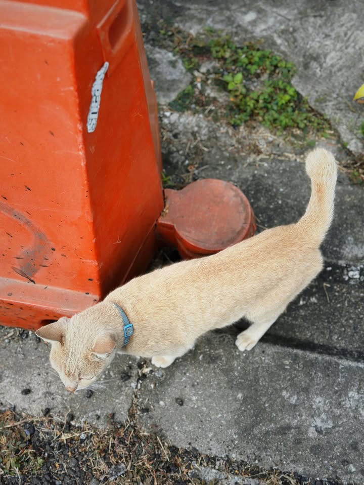 จ๋า - ยศสินี ณ นคร