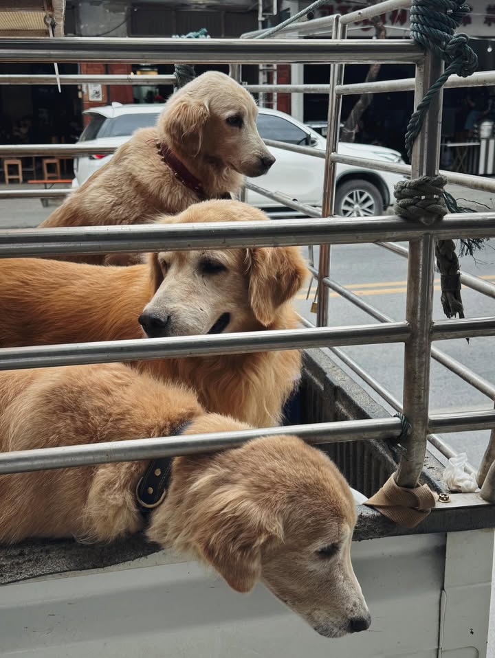 จ๋า - ยศสินี ณ นคร