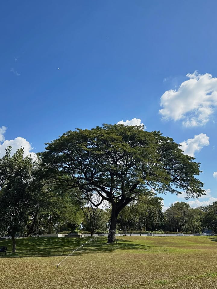 จ๋า - ยศสินี ณ นคร