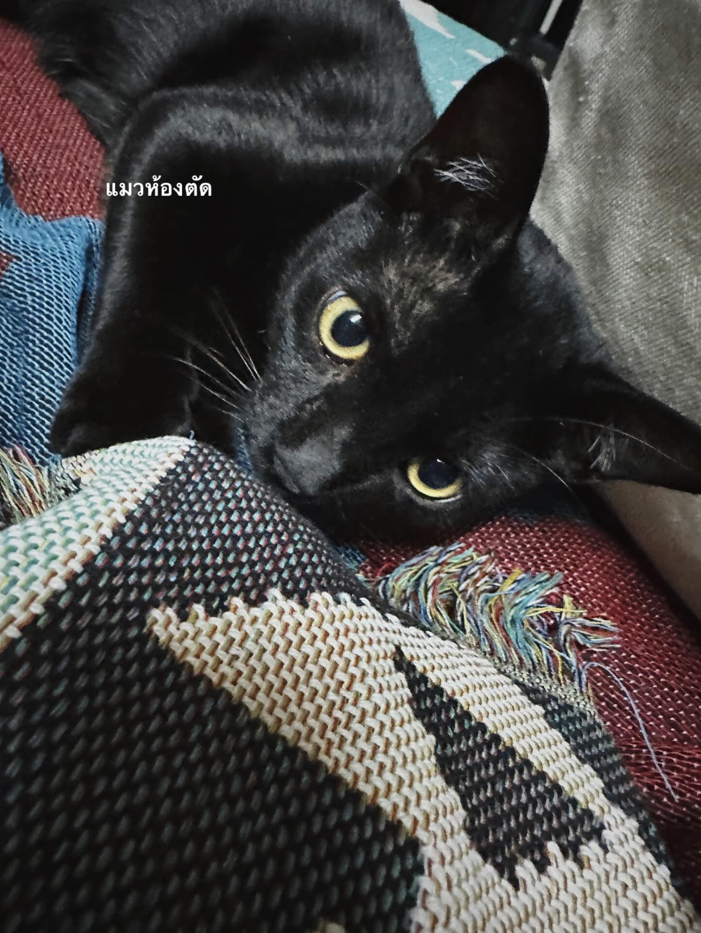 จ๋า - ยศสินี ณ นคร