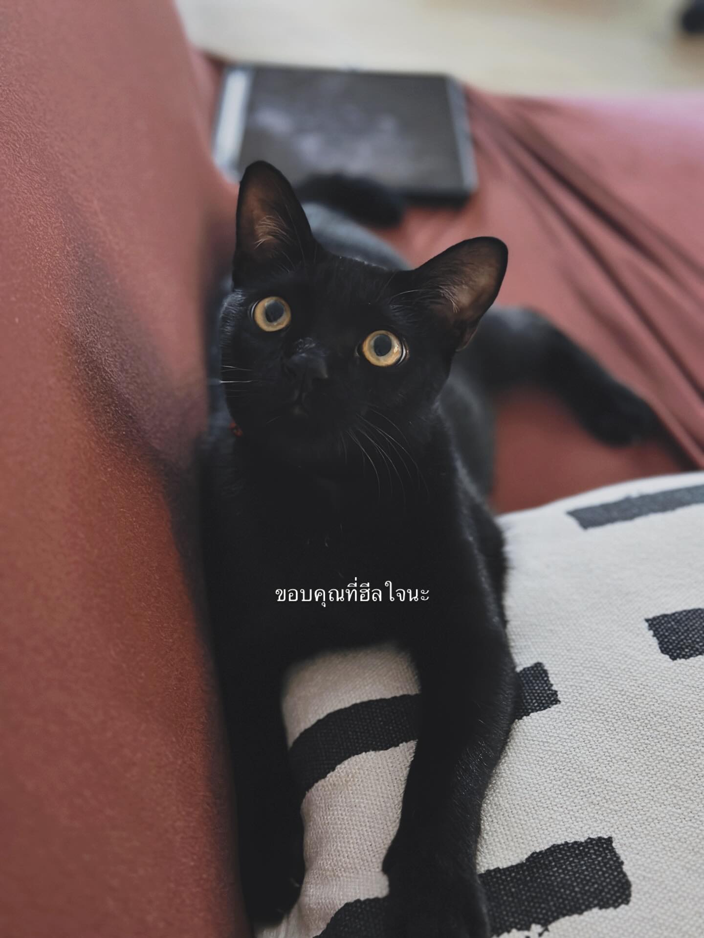 จ๋า - ยศสินี ณ นคร