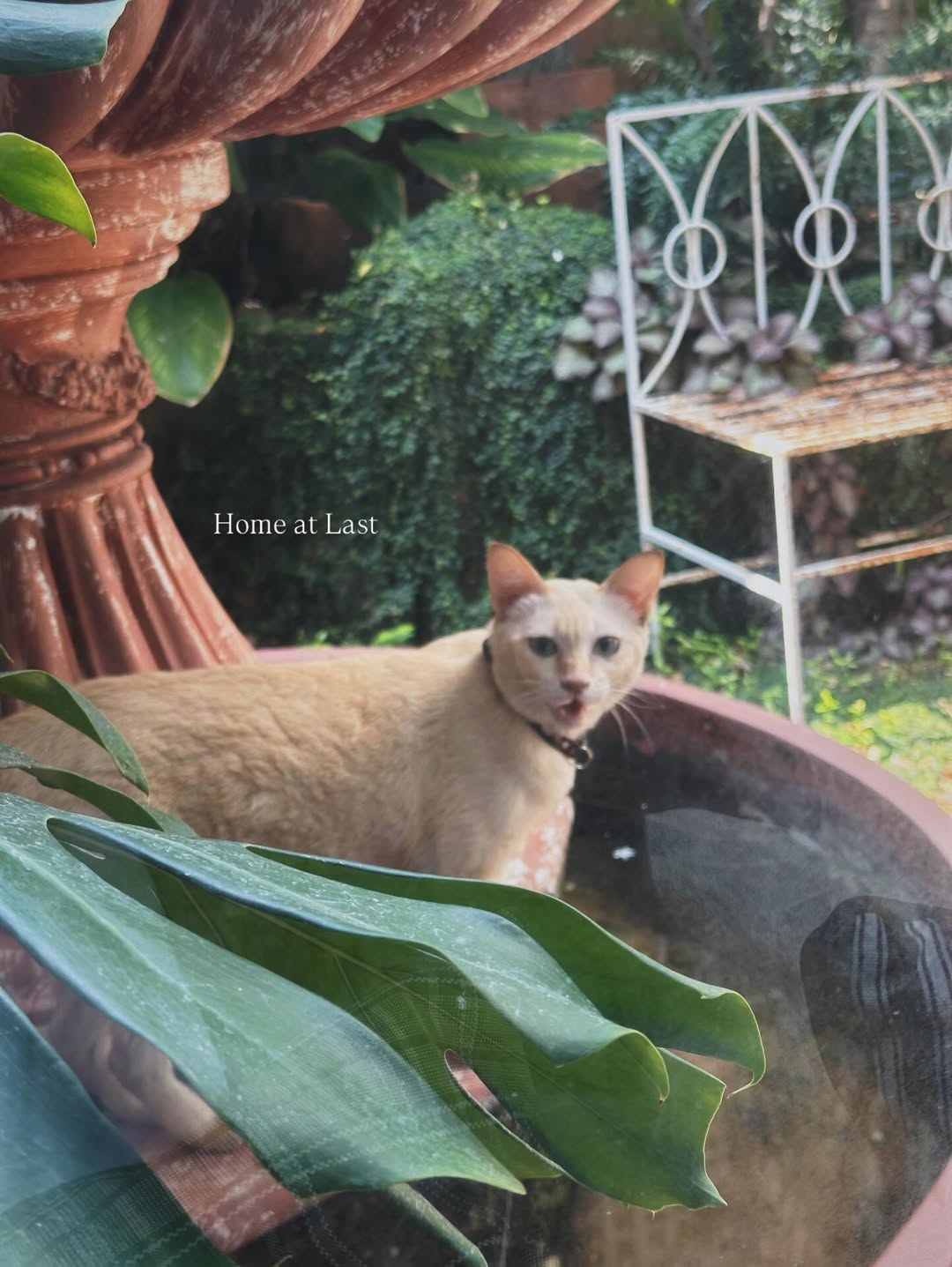 จ๋า - ยศสินี ณ นคร