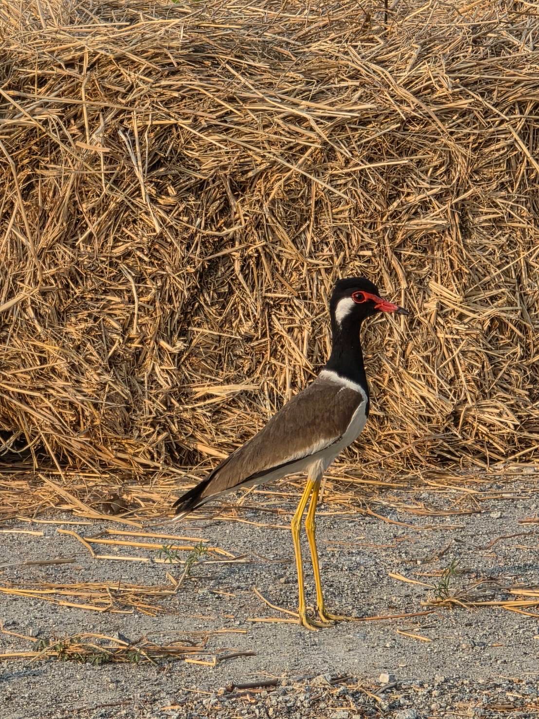 ออม - กรณ์นภัส เศรษฐรัตนพงศ์