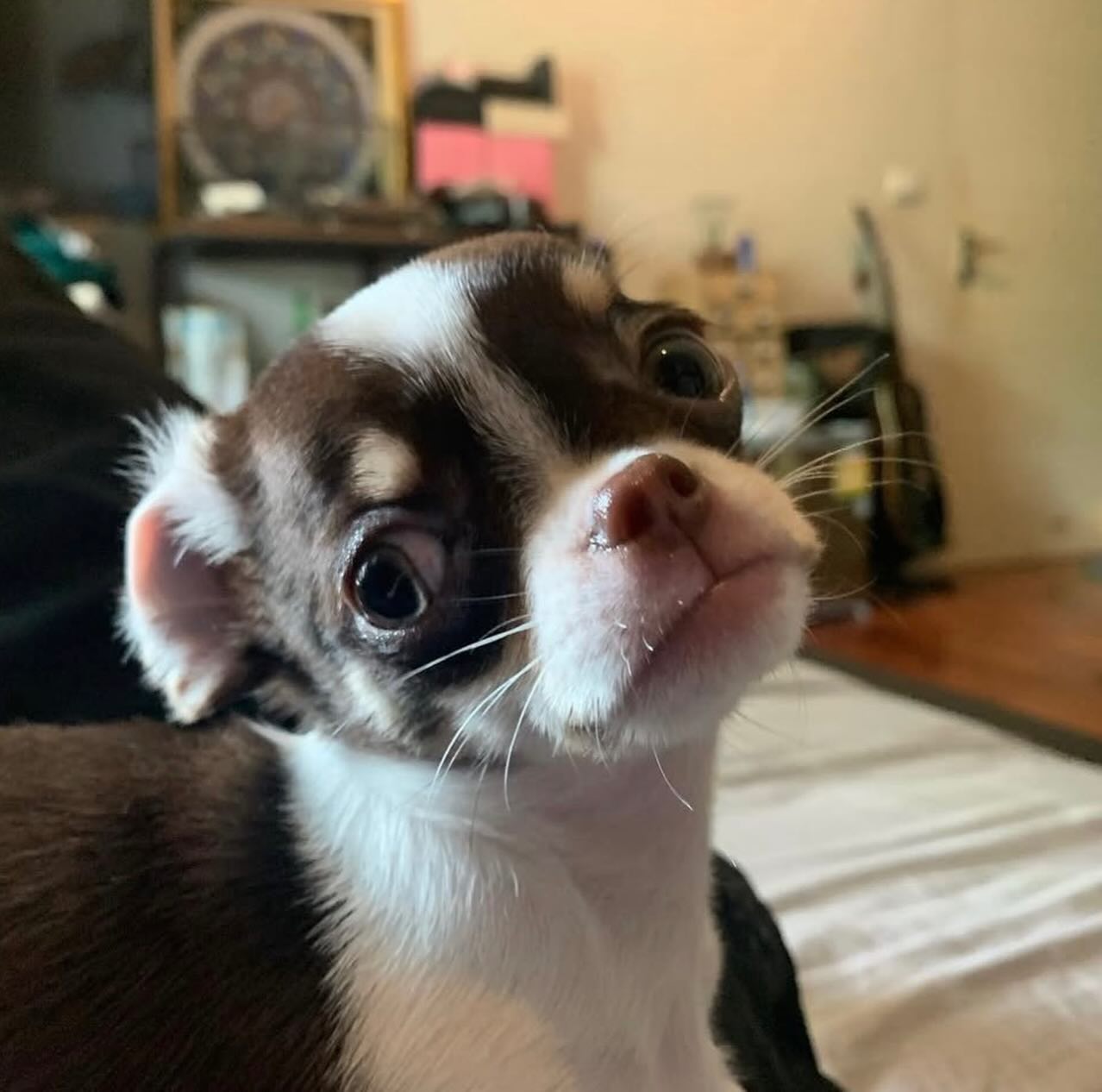 ปั้นจั่น - ปรมะ อิ่มอโนทัย