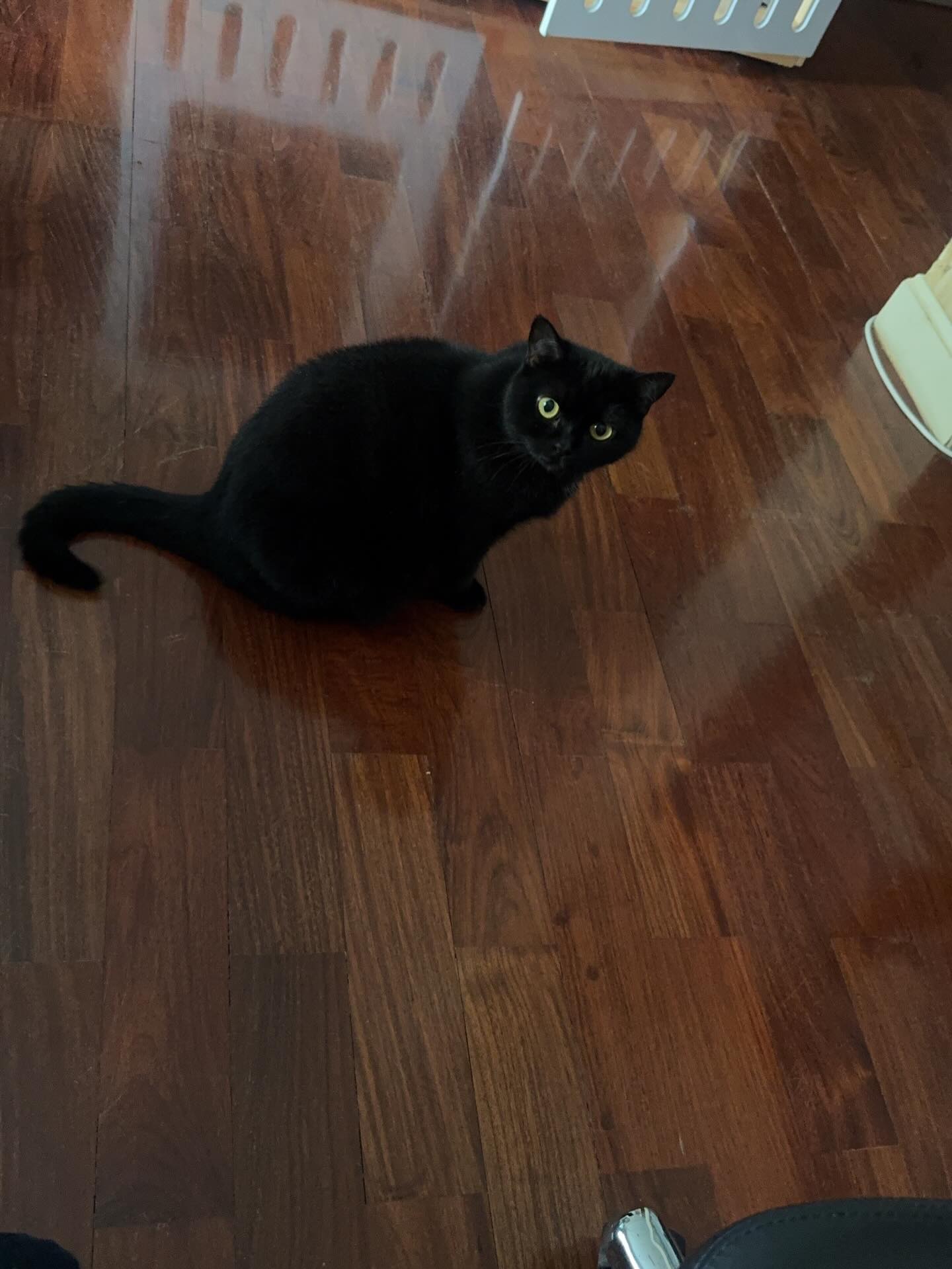 ปั้นจั่น - ปรมะ อิ่มอโนทัย