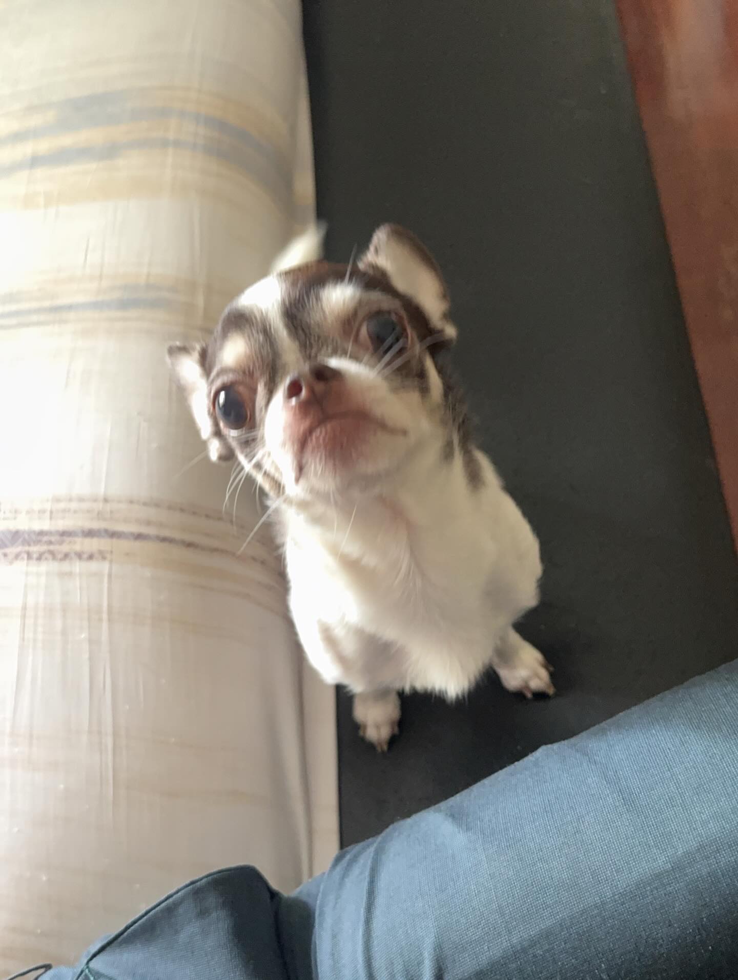 ปั้นจั่น - ปรมะ อิ่มอโนทัย