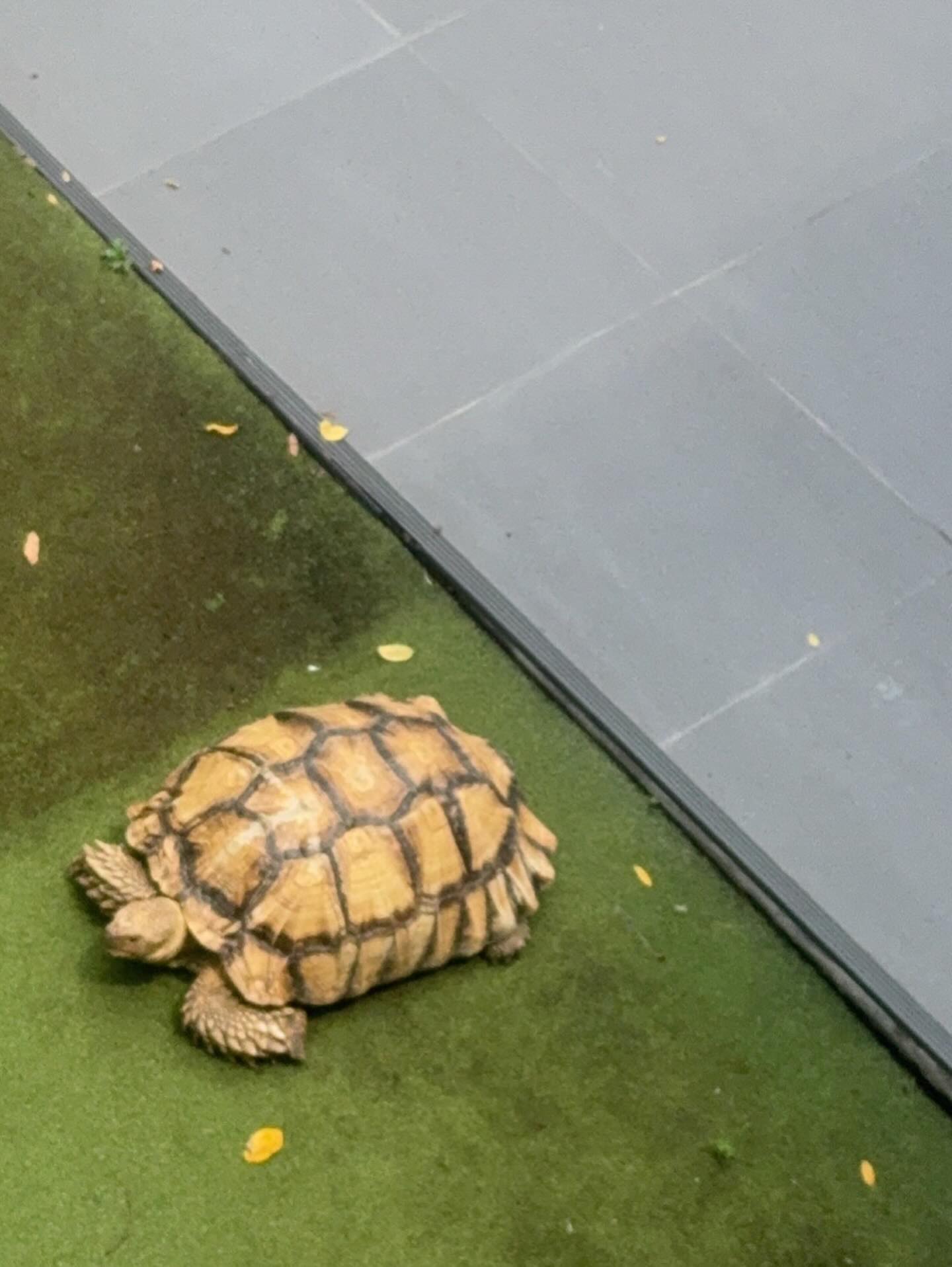 ปั้นจั่น - ปรมะ อิ่มอโนทัย