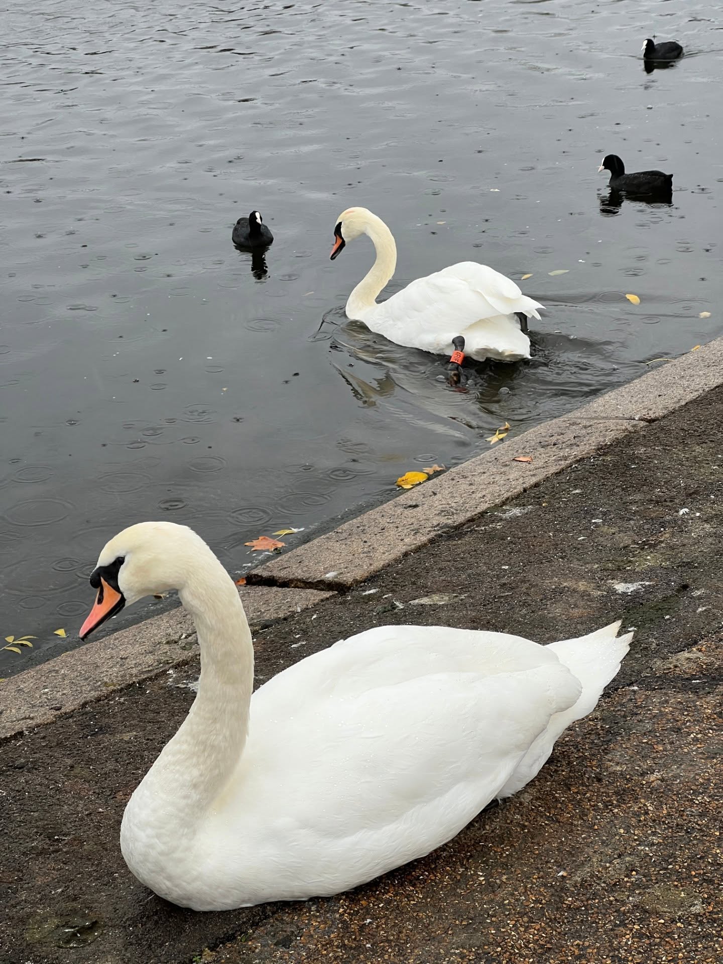 อิ้งค์ - วรันธร เปานิล