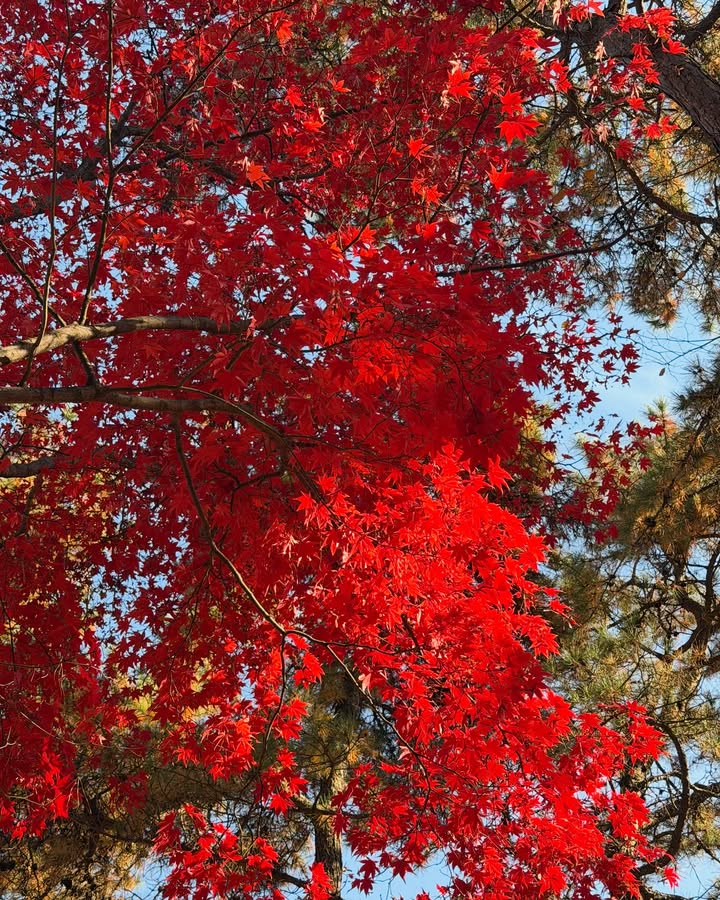 มิ้นต์ - ชาลิดา วิจิตรวงศ์ทอง