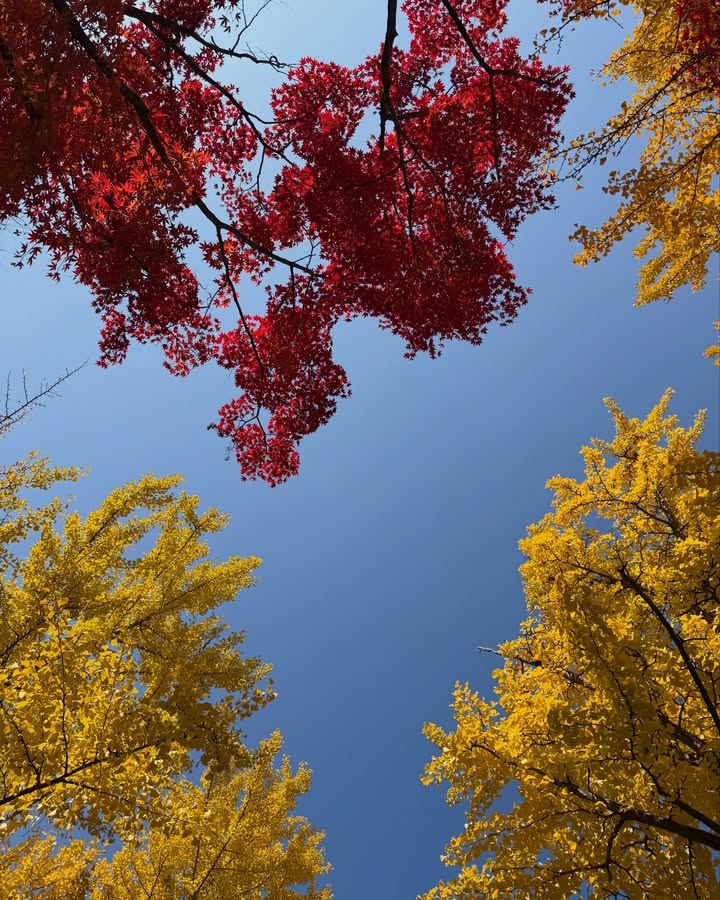 มิ้นต์ - ชาลิดา วิจิตรวงศ์ทอง