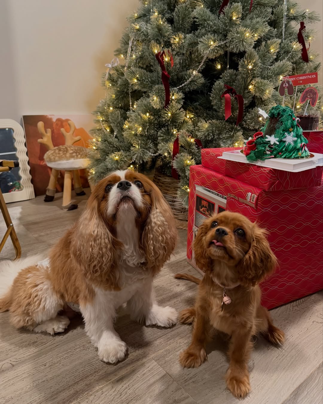 มิ้นต์ - ชาลิดา วิจิตรวงศ์ทอง