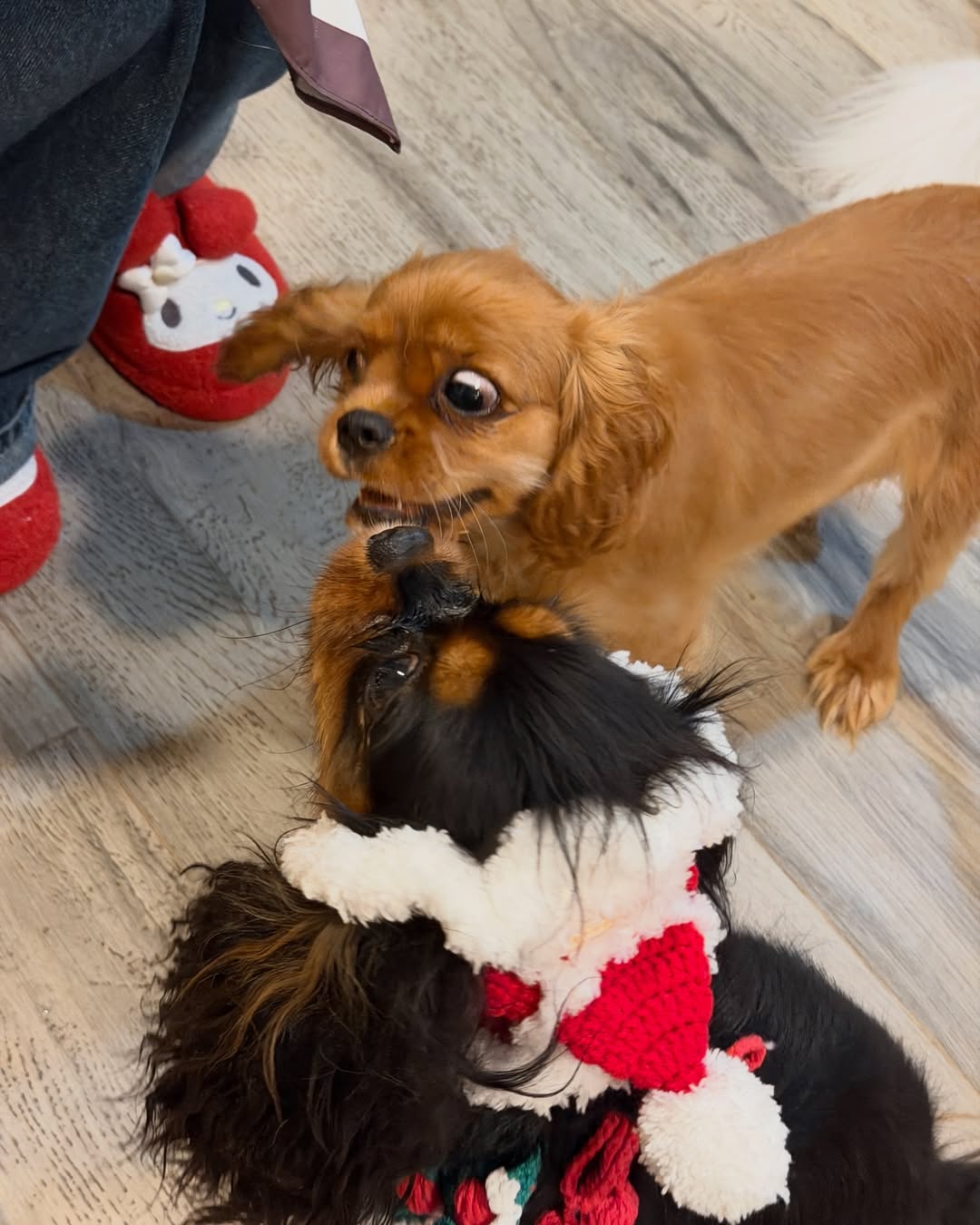 มิ้นต์ - ชาลิดา วิจิตรวงศ์ทอง