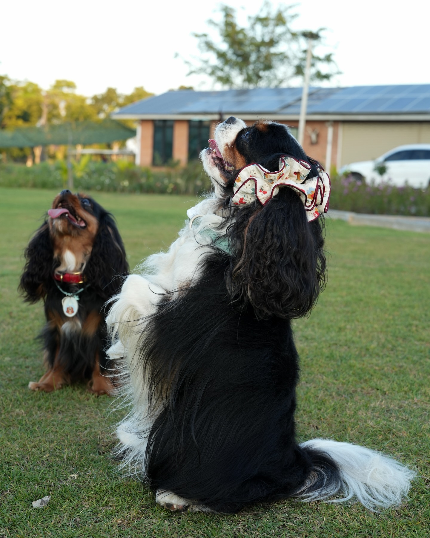 มิ้นต์ - ชาลิดา วิจิตรวงศ์ทอง