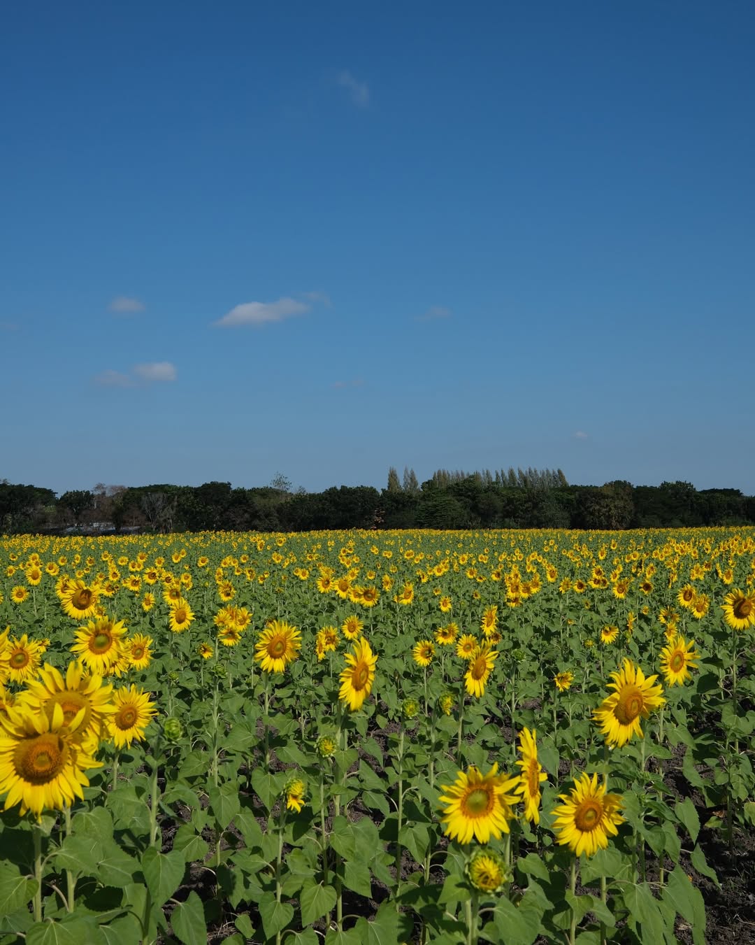 มิ้นต์ - ชาลิดา วิจิตรวงศ์ทอง