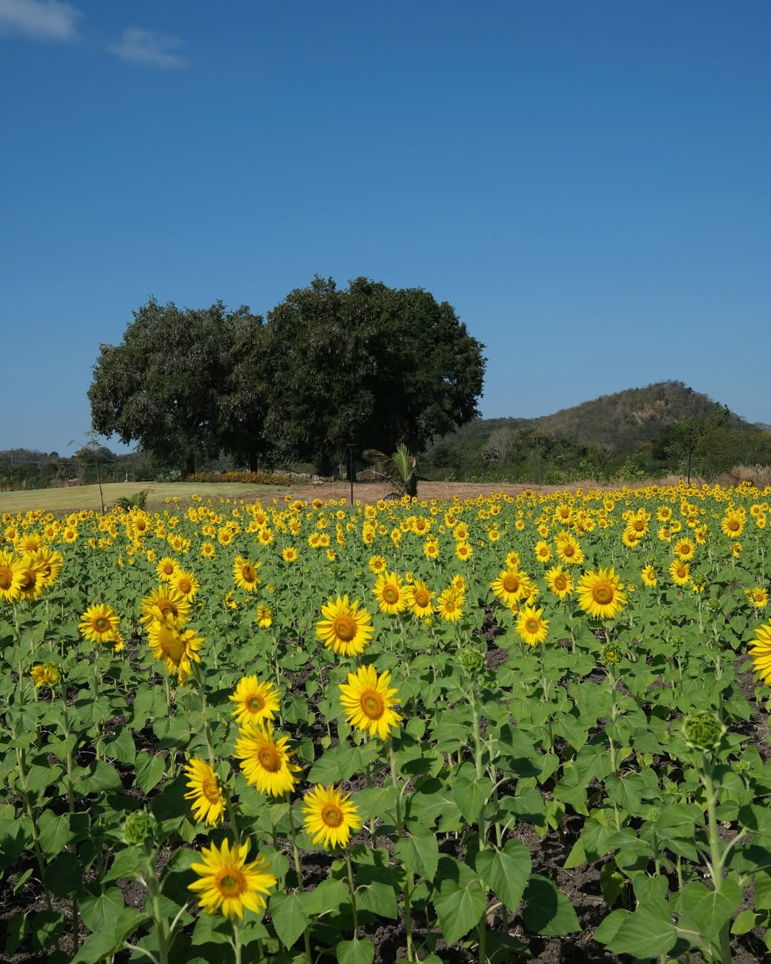มิ้นต์ - ชาลิดา วิจิตรวงศ์ทอง