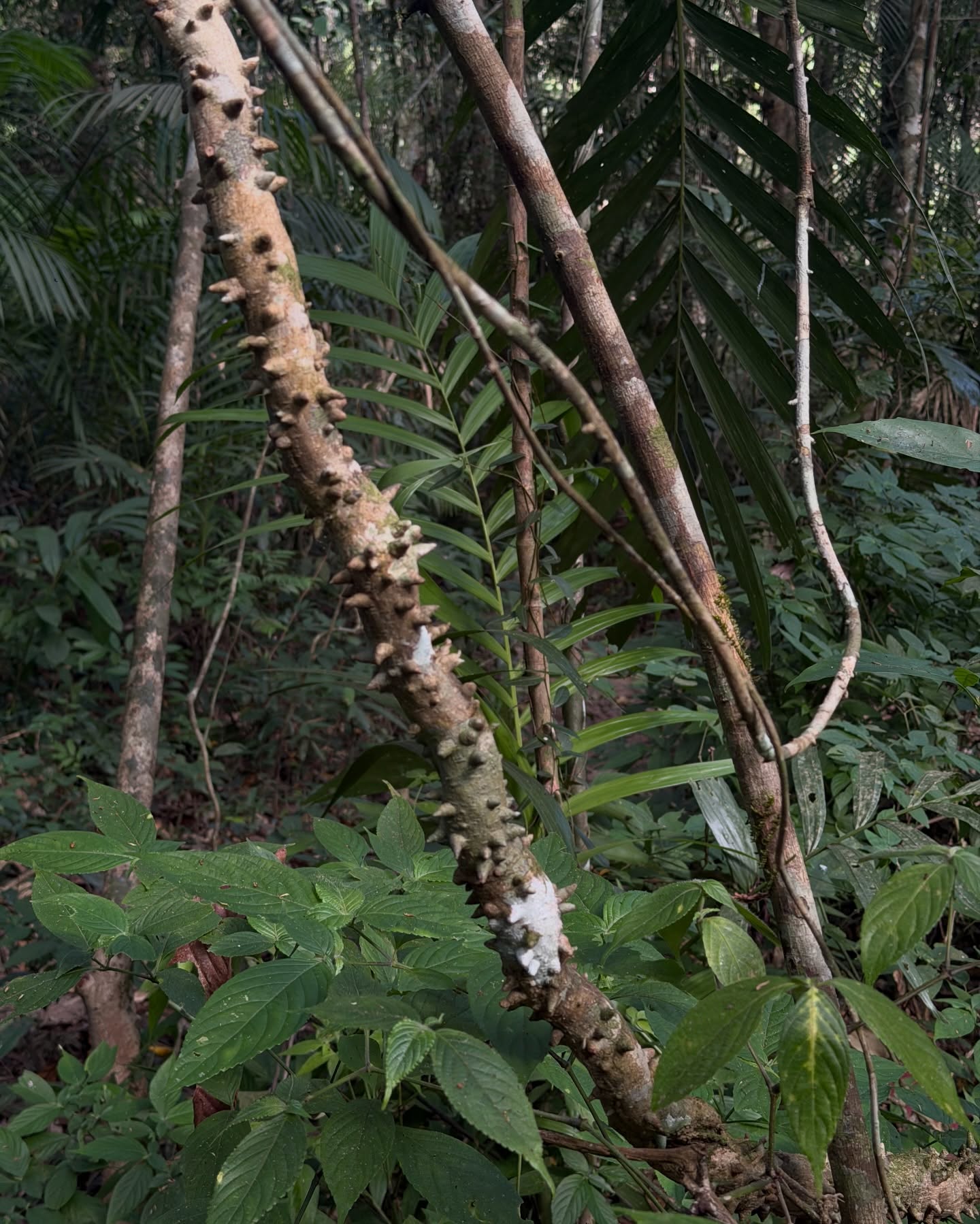 มิ้นต์ - ชาลิดา วิจิตรวงศ์ทอง