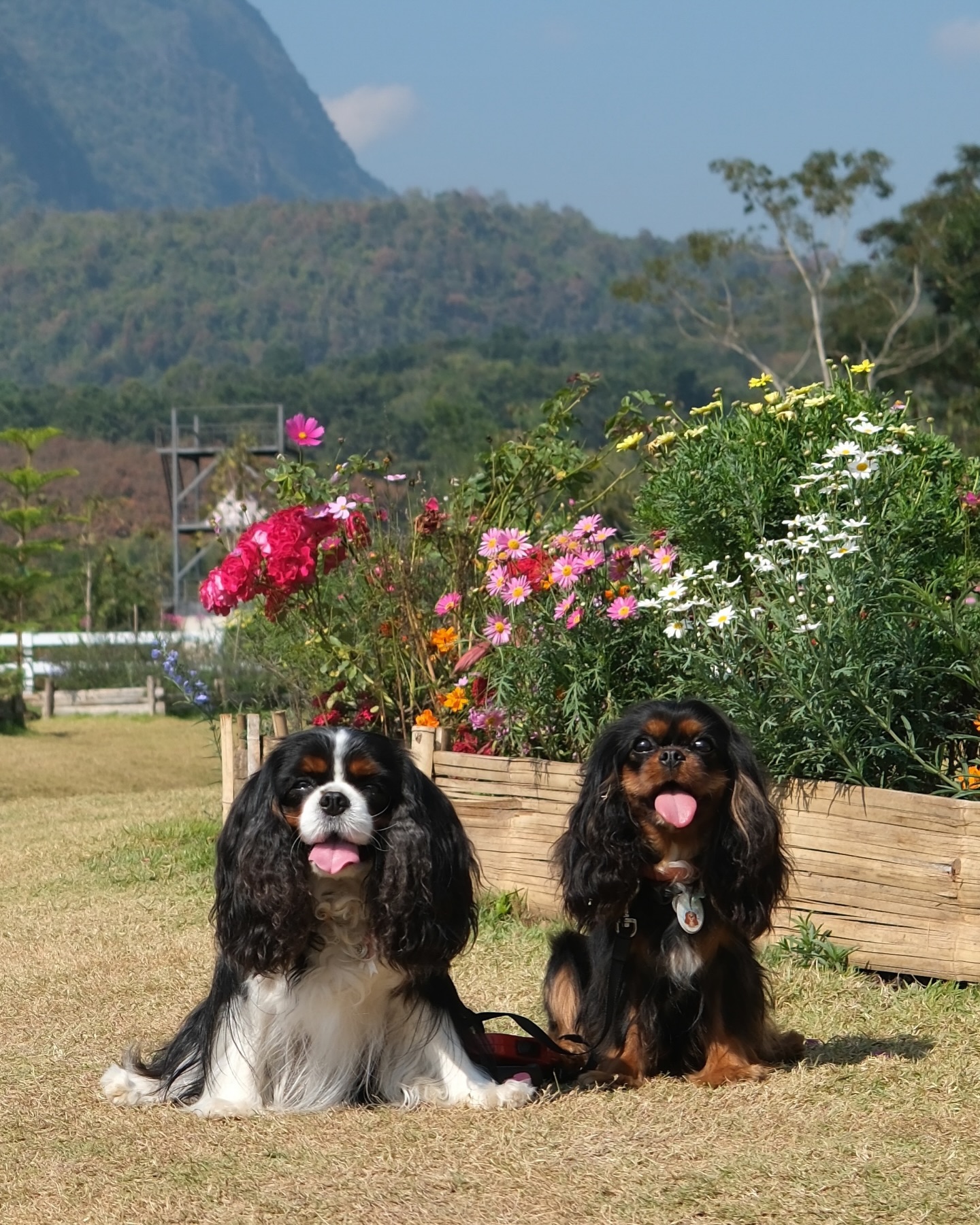 มิ้นต์ - ชาลิดา วิจิตรวงศ์ทอง