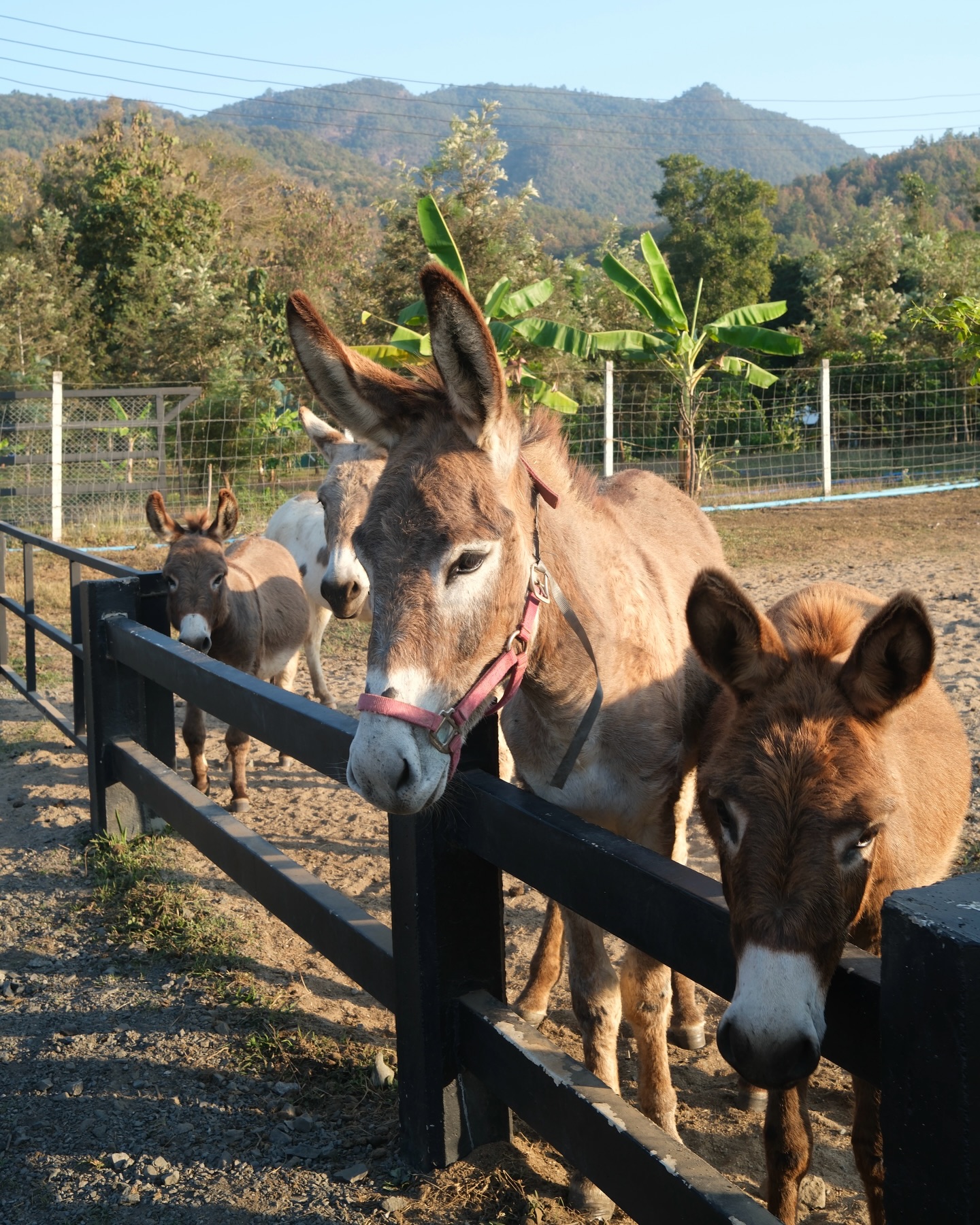 มิ้นต์ - ชาลิดา วิจิตรวงศ์ทอง