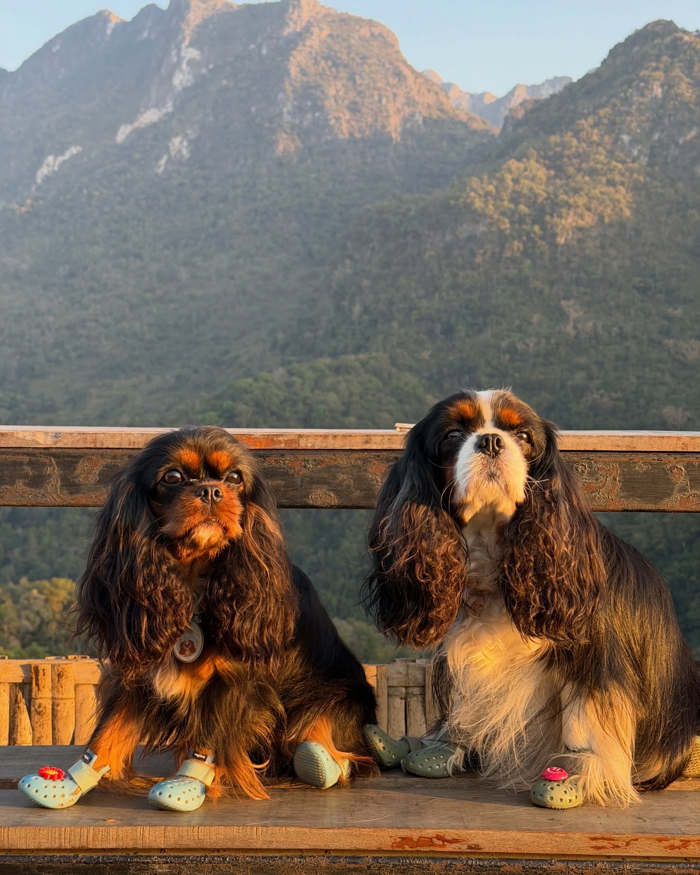 มิ้นต์ - ชาลิดา วิจิตรวงศ์ทอง