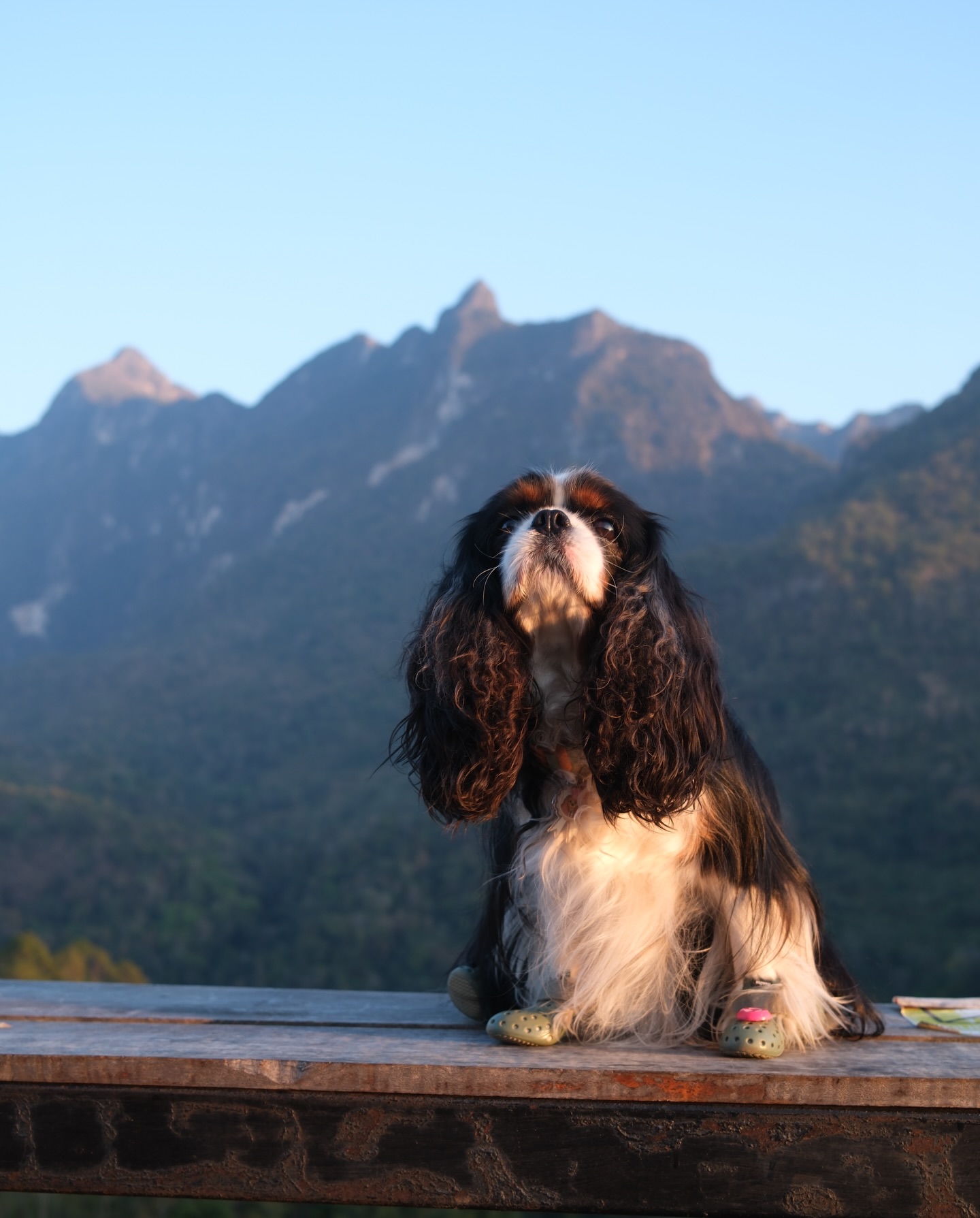 มิ้นต์ - ชาลิดา วิจิตรวงศ์ทอง