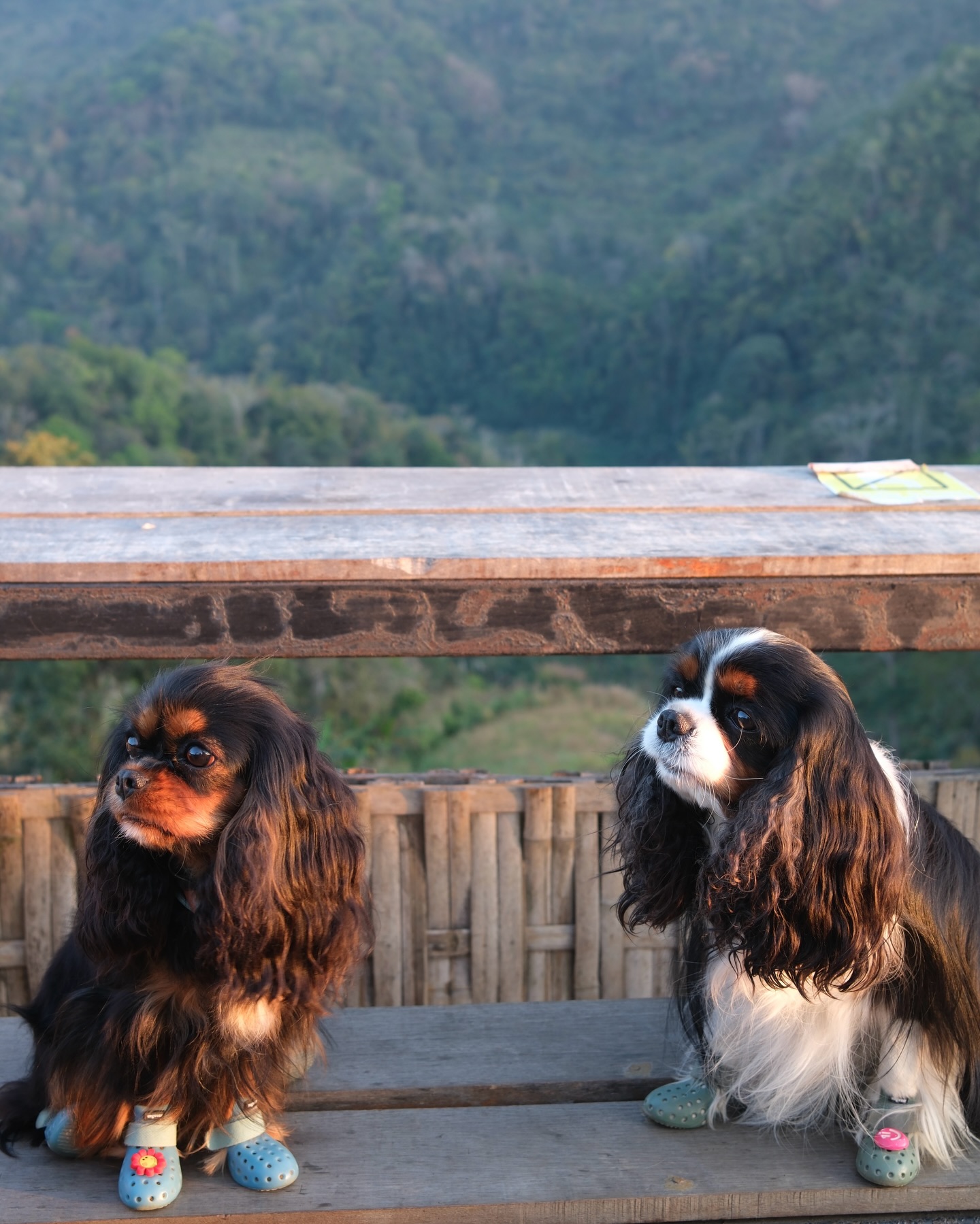 มิ้นต์ - ชาลิดา วิจิตรวงศ์ทอง