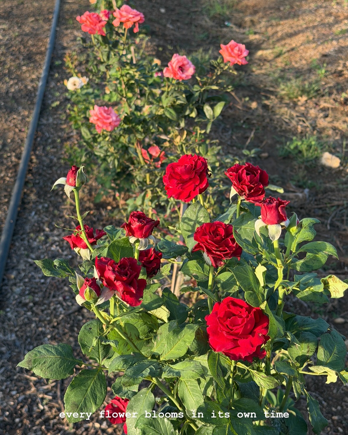 มิ้นต์ - ชาลิดา วิจิตรวงศ์ทอง