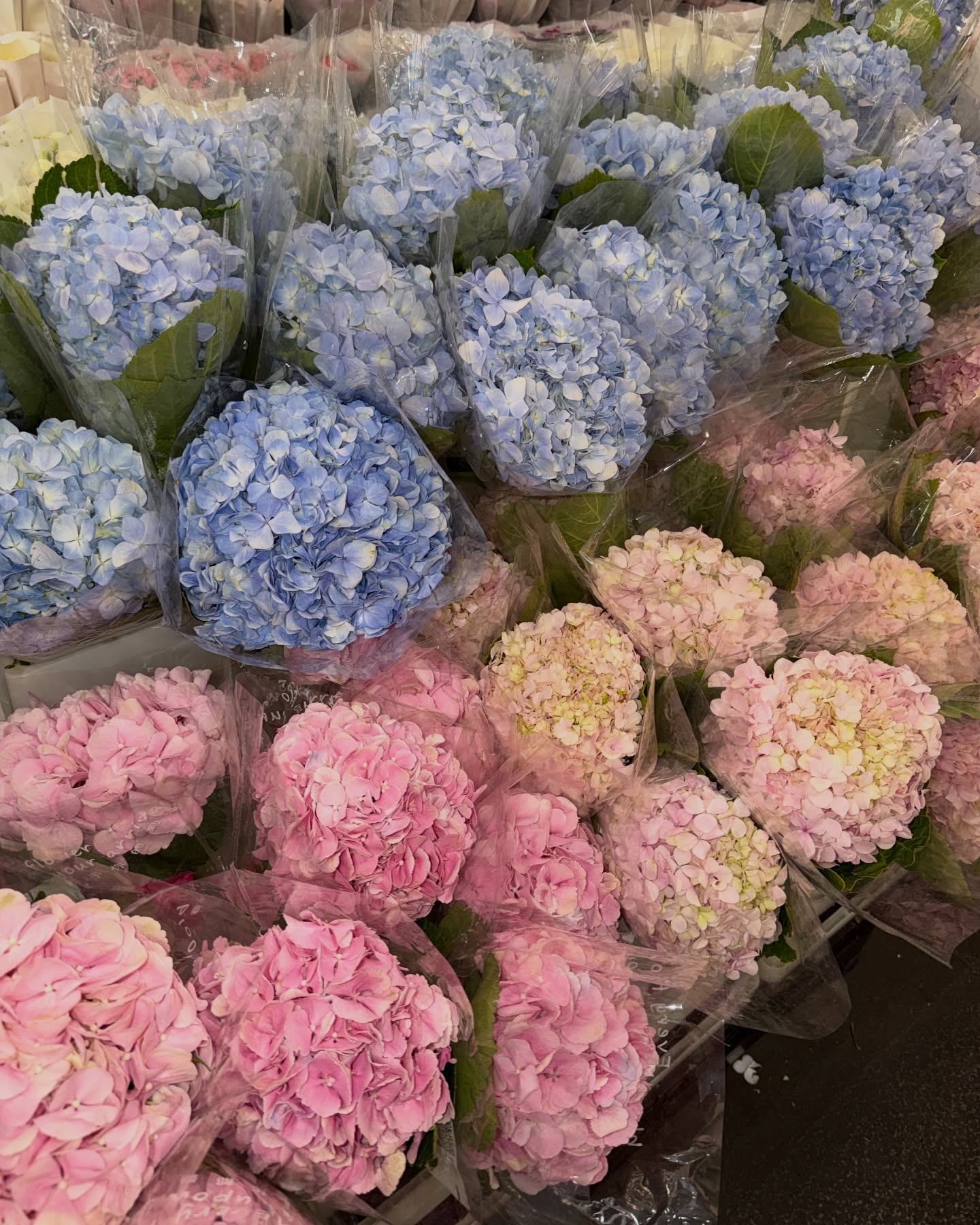 มิ้นต์ - ชาลิดา วิจิตรวงศ์ทอง