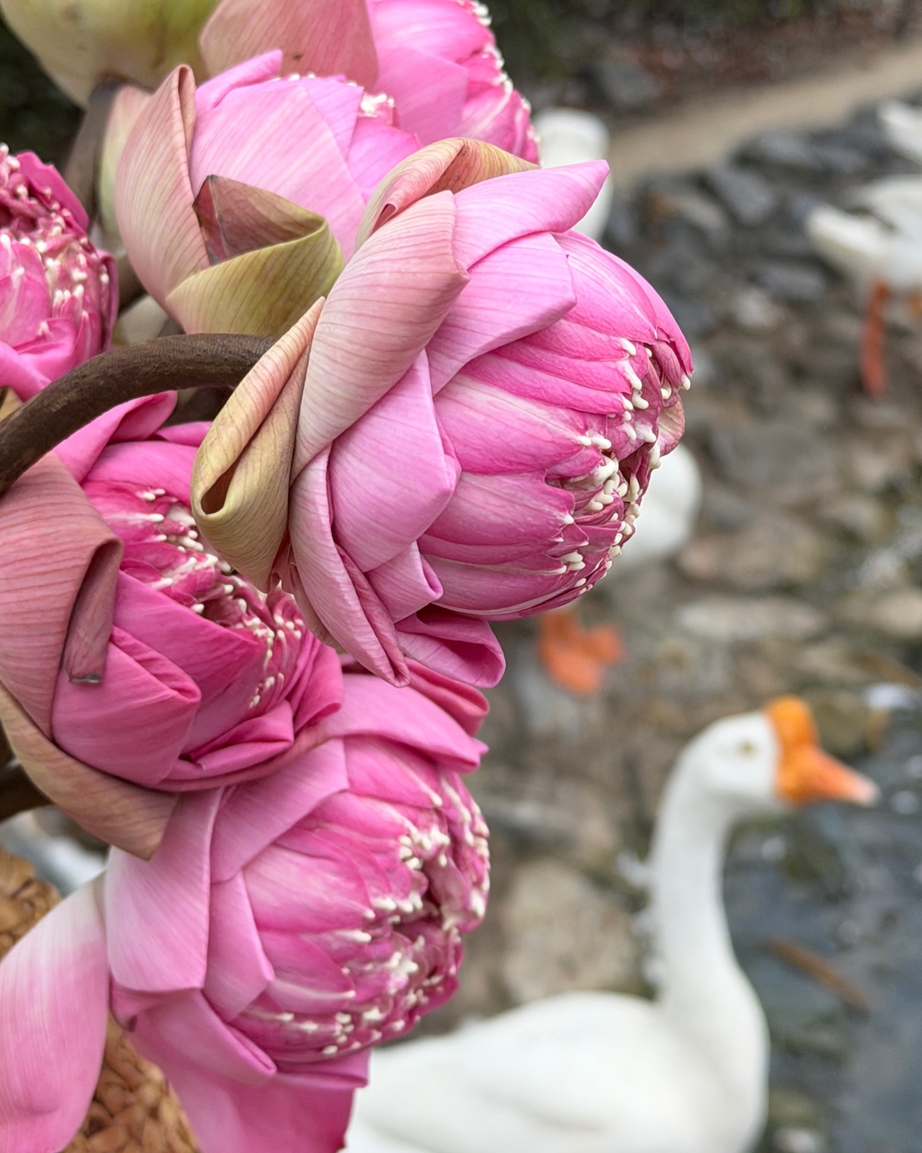 มิ้นต์ - ชาลิดา วิจิตรวงศ์ทอง
