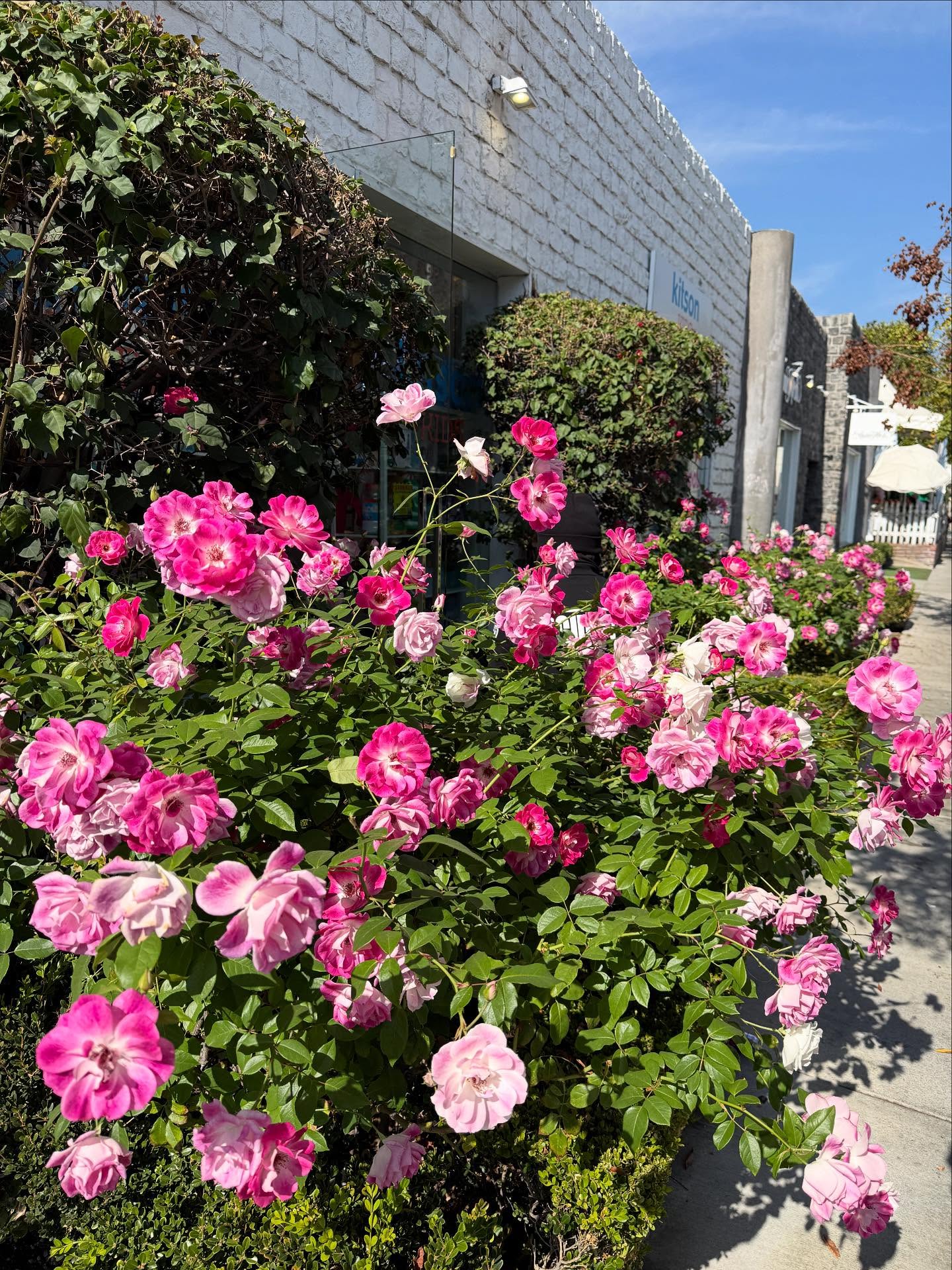 ใหม่ - ดาวิกา โฮร์เน่