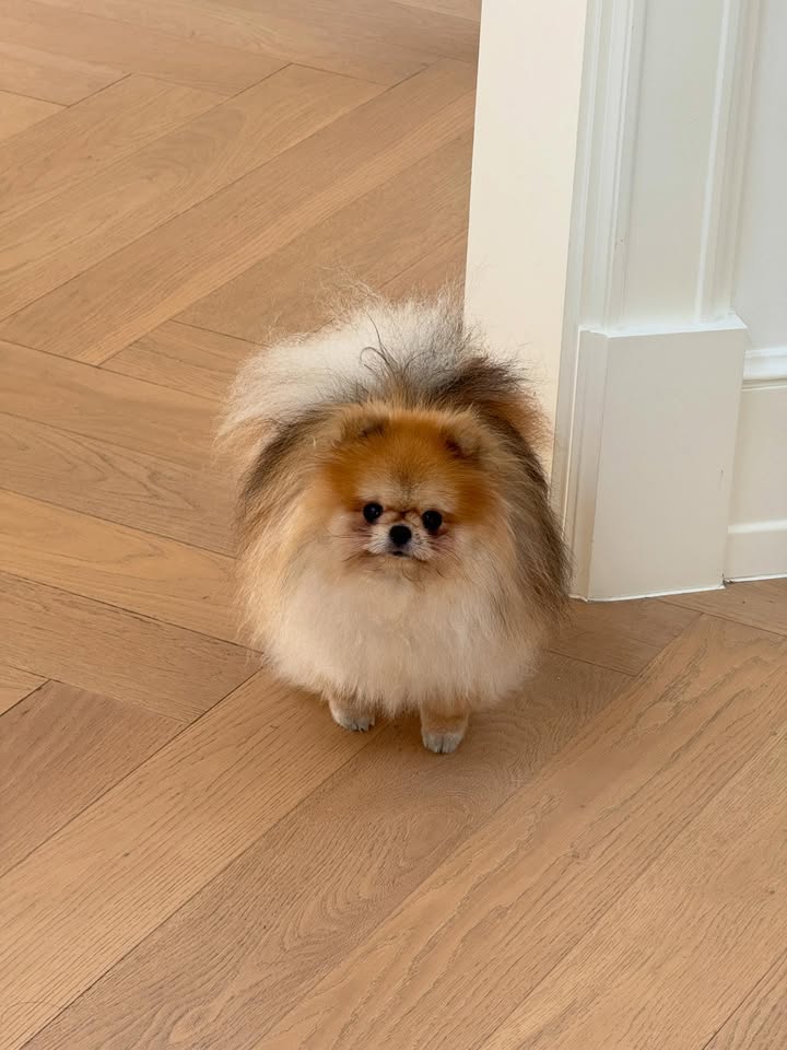 ใหม่ - ดาวิกา โฮร์เน่