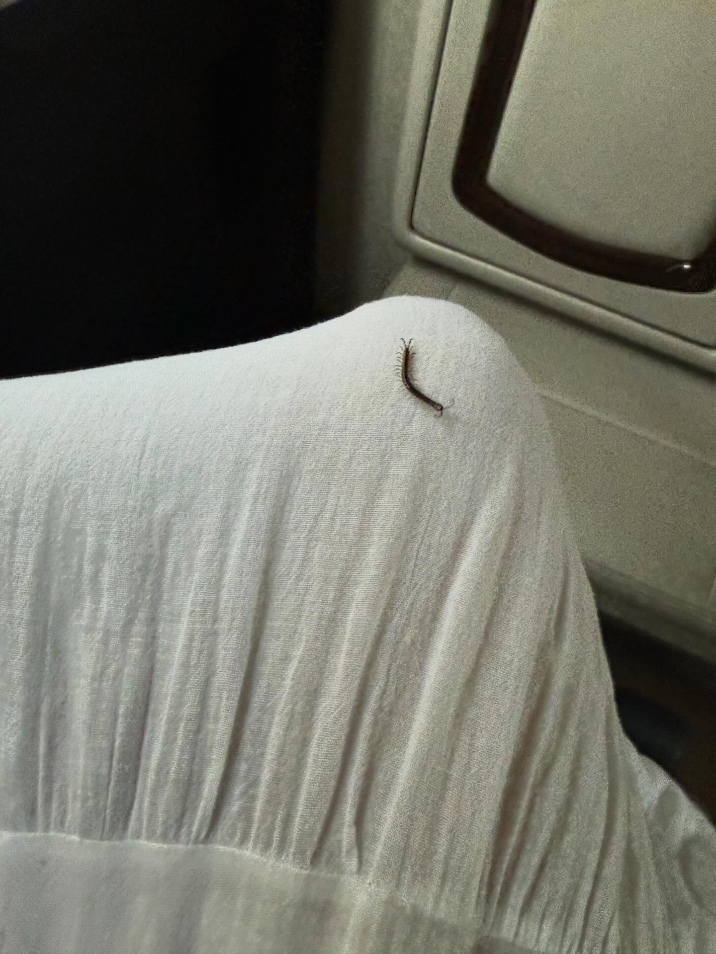 ใหม่ - ดาวิกา โฮร์เน่