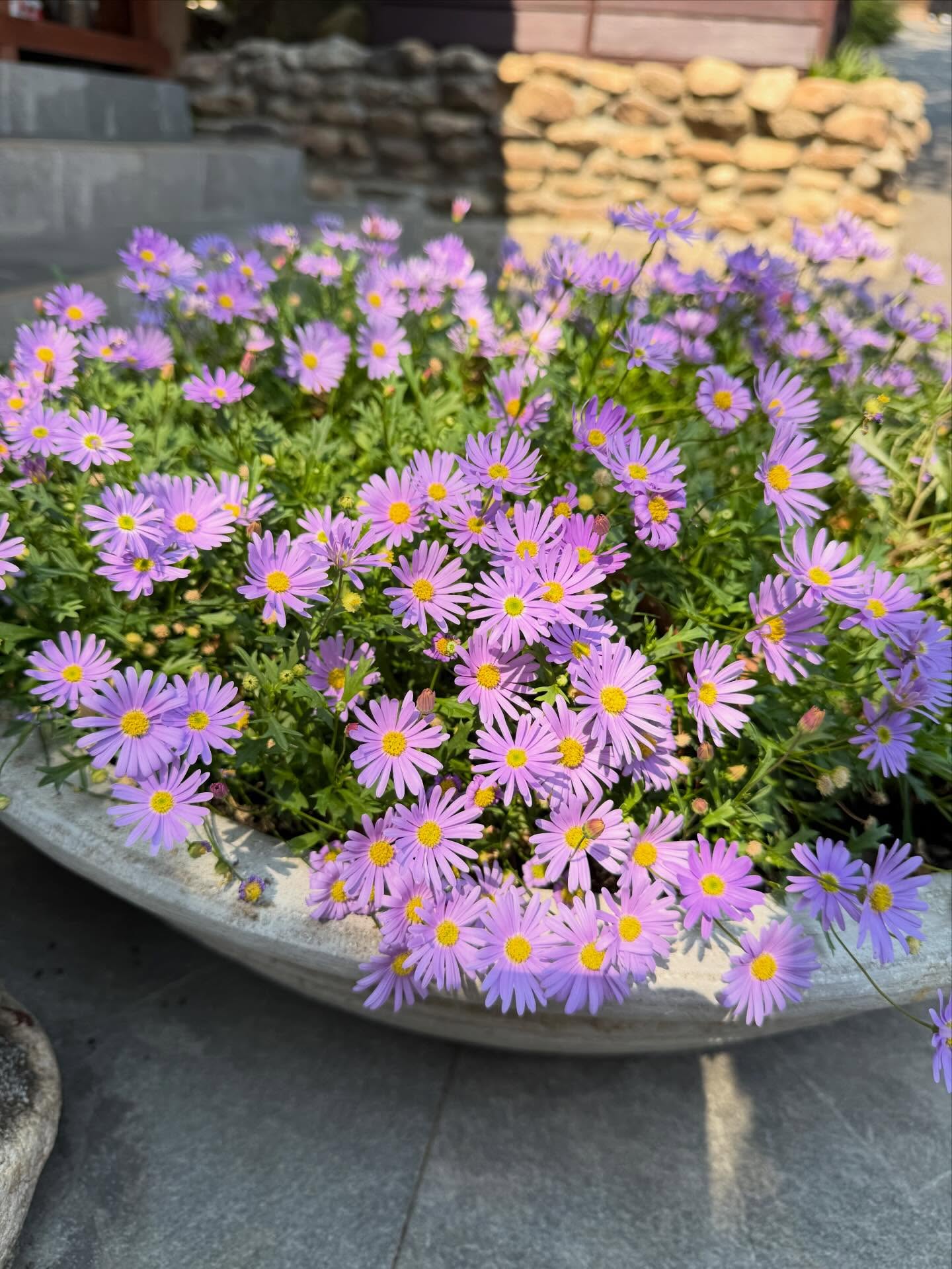 ใหม่ - ดาวิกา โฮร์เน่