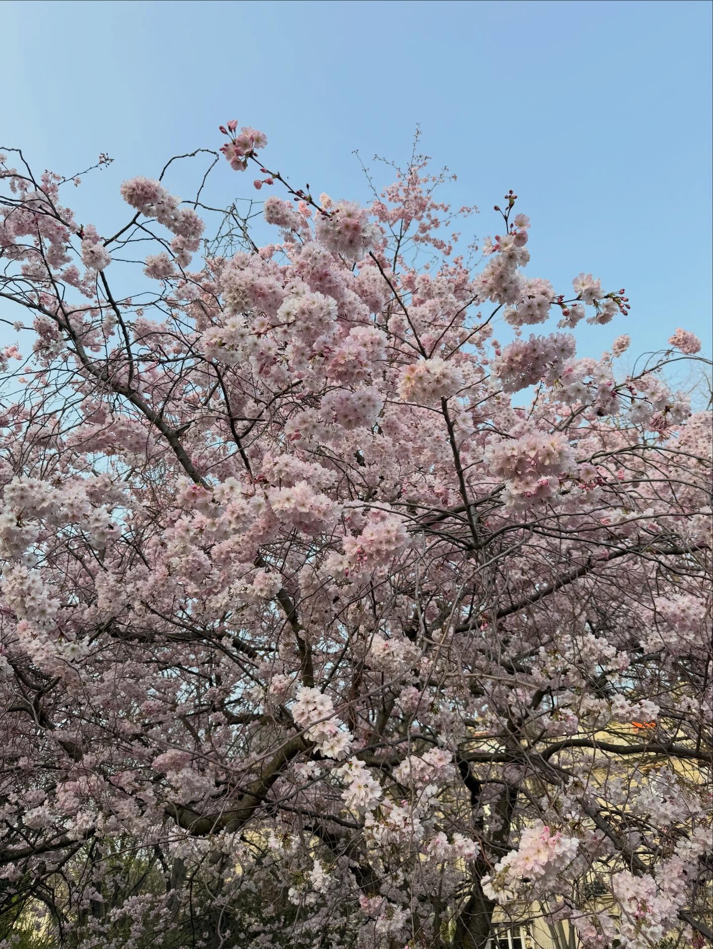 ใหม่ - ดาวิกา โฮร์เน่