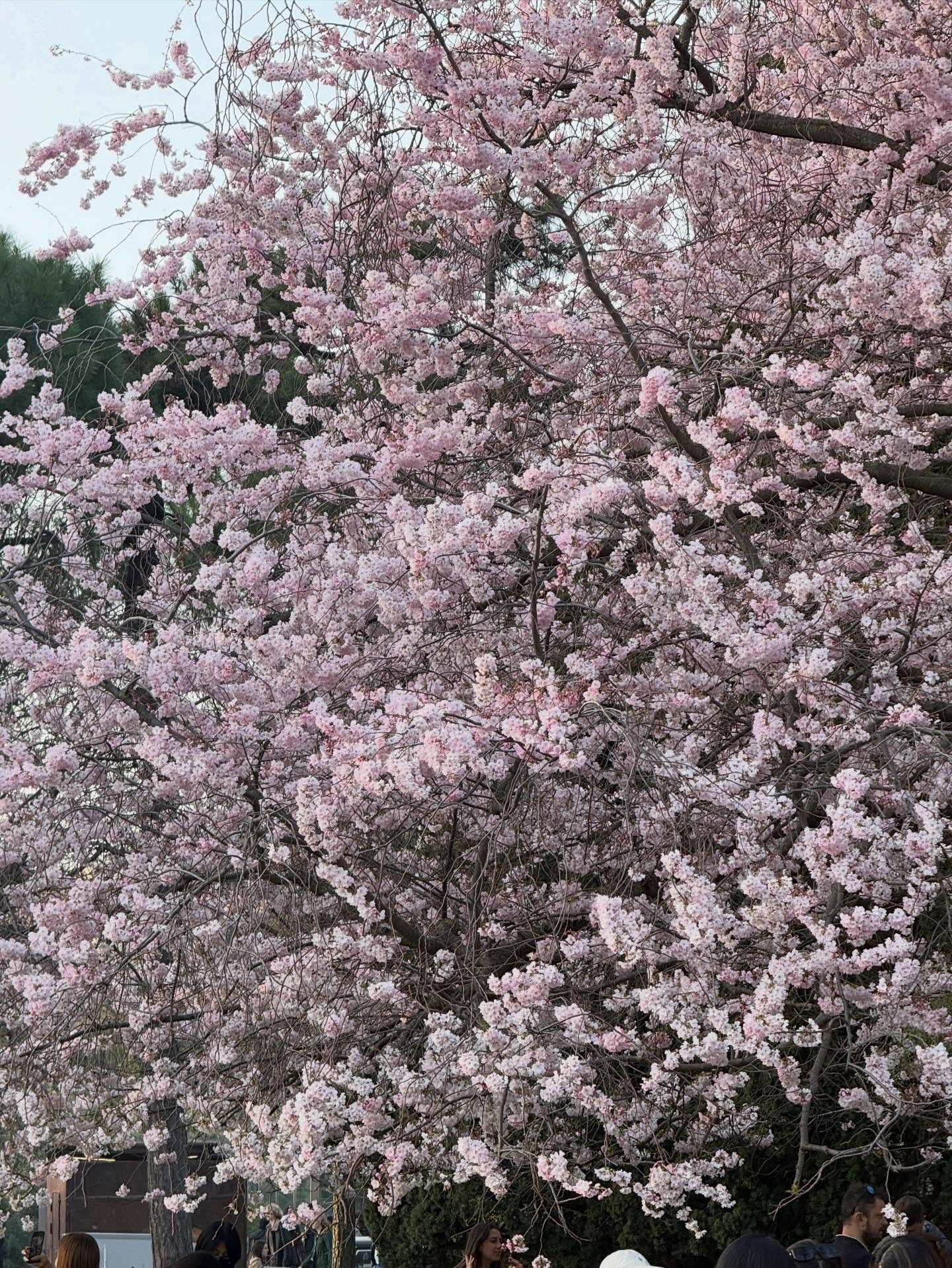 ใหม่ - ดาวิกา โฮร์เน่