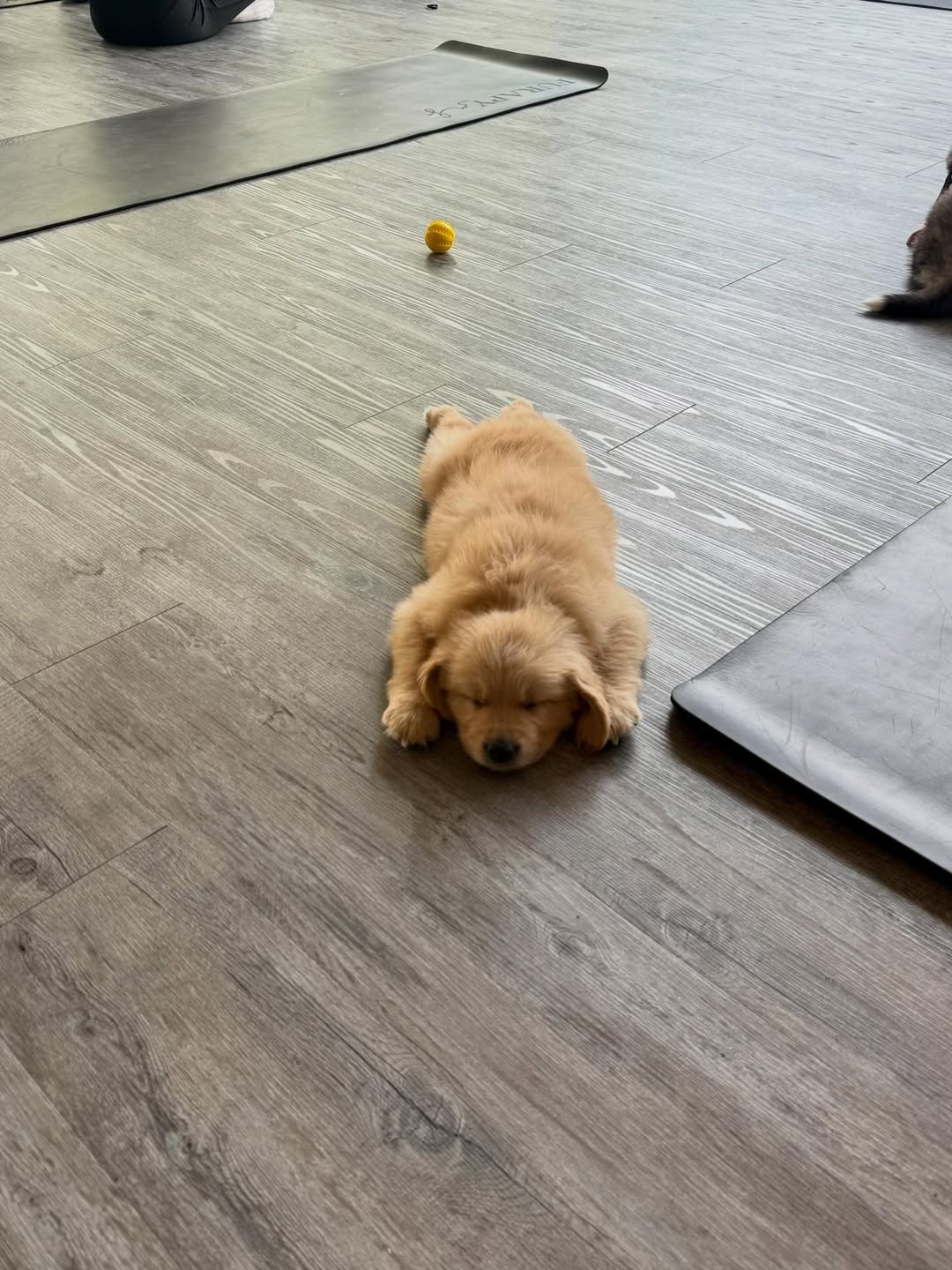 ใหม่ - ดาวิกา โฮร์เน่