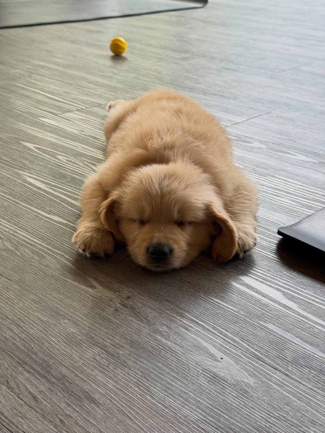 ใหม่ - ดาวิกา โฮร์เน่