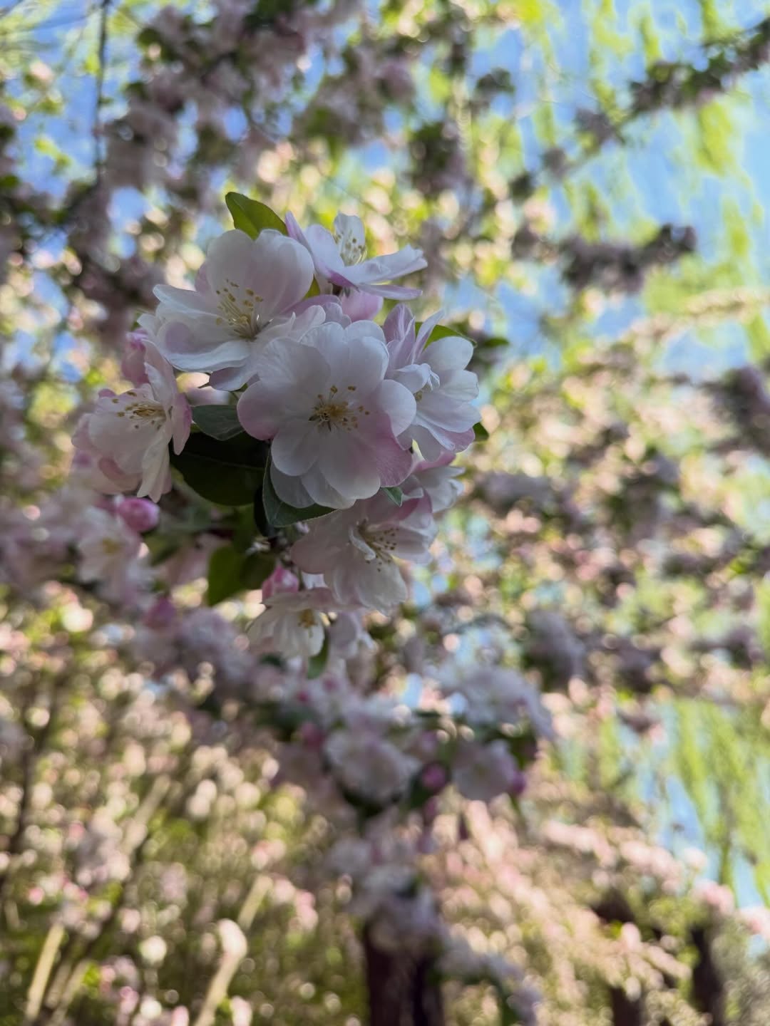 ใหม่ - ดาวิกา โฮร์เน่