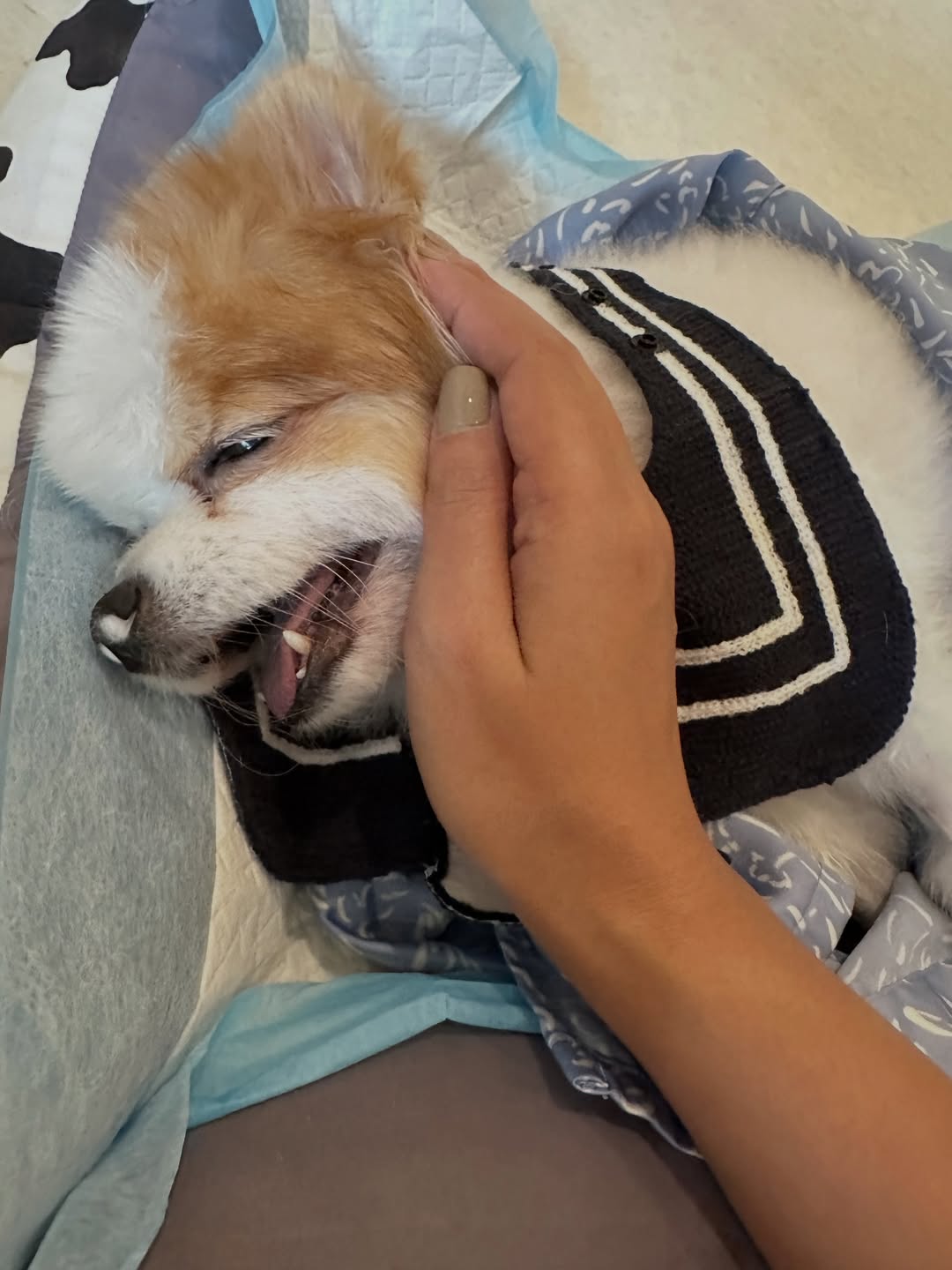 แอปเปิ้ล - สีสะเหงียน สีหาราช