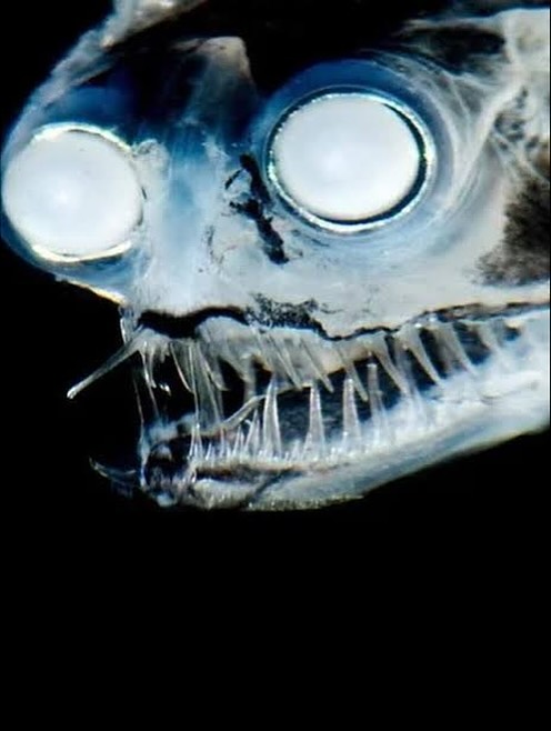 ญาญ่า - อุรัสยา เสปอร์บันด์