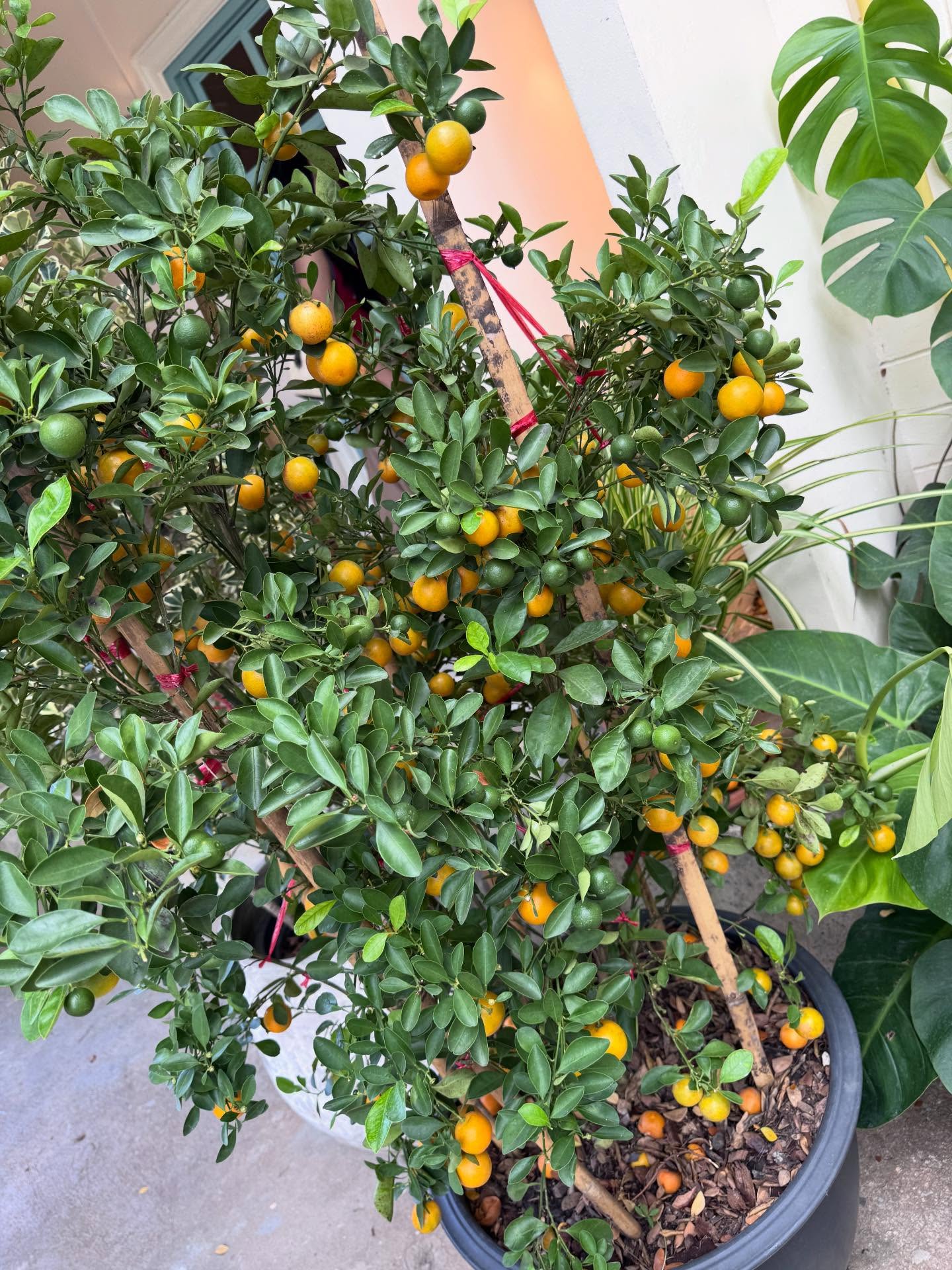 เมย์ - พิชญ์นาฏ สาขากร