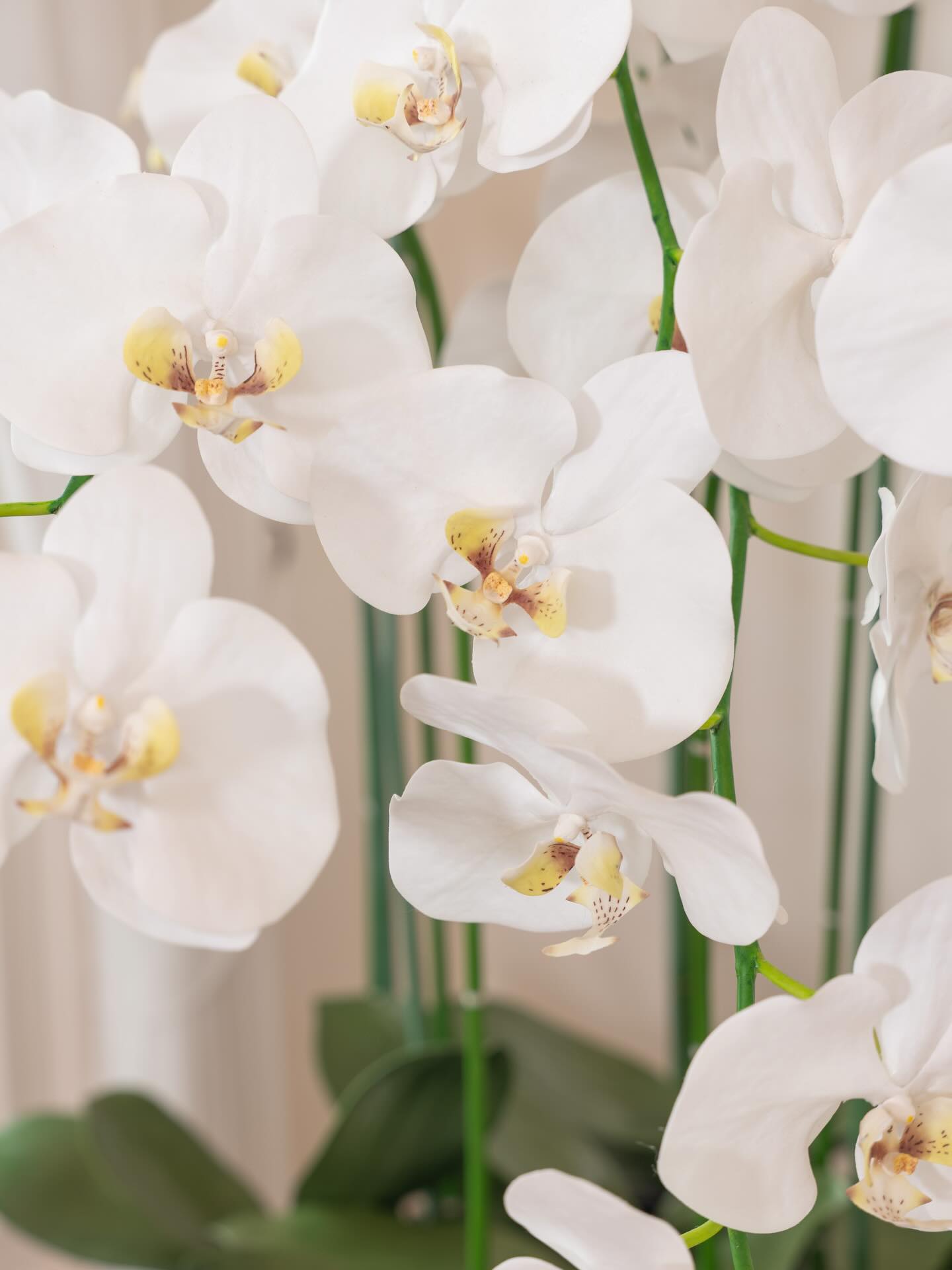 เมย์ - พิชญ์นาฏ สาขากร