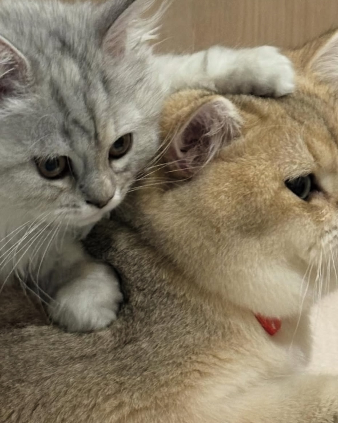 ปอนด์ - ณราวิชญ์ เลิศรัตน์โกสุมภ์