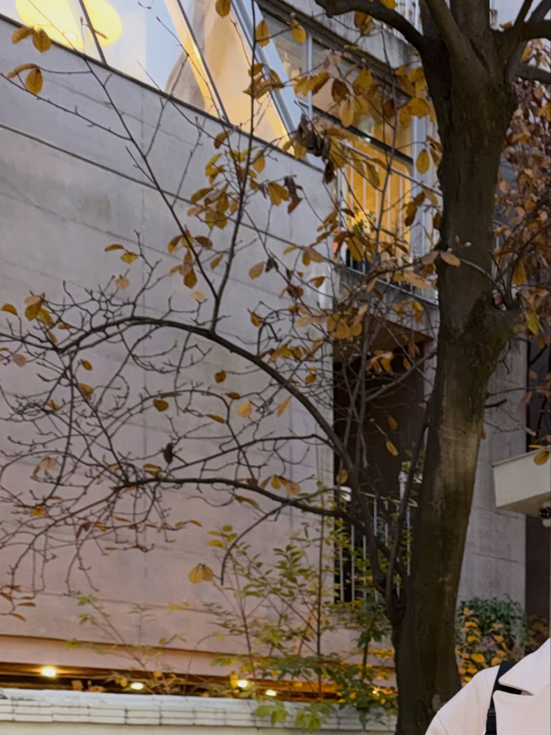 จั๋ง - วิกร บูรณภิญโญ