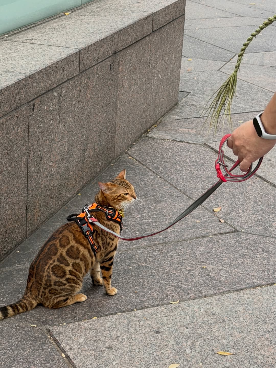 จั๋ง - วิกร บูรณภิญโญ