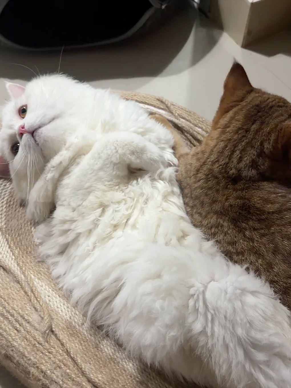 ปาล์ม - พีรวิชญ์ พินธะ