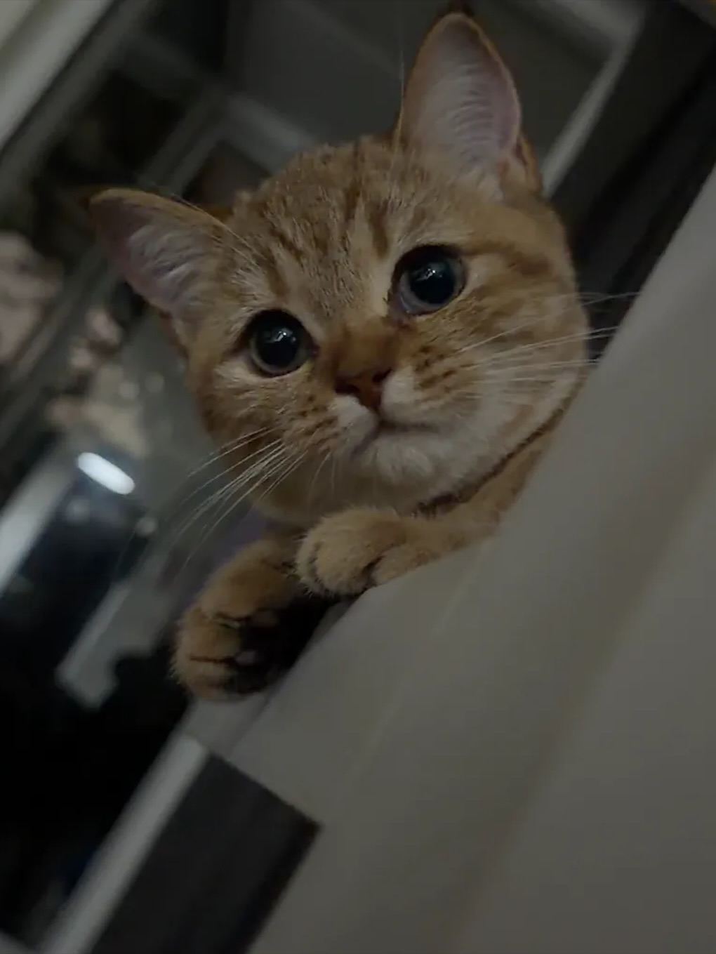 ปาล์ม - พีรวิชญ์ พินธะ