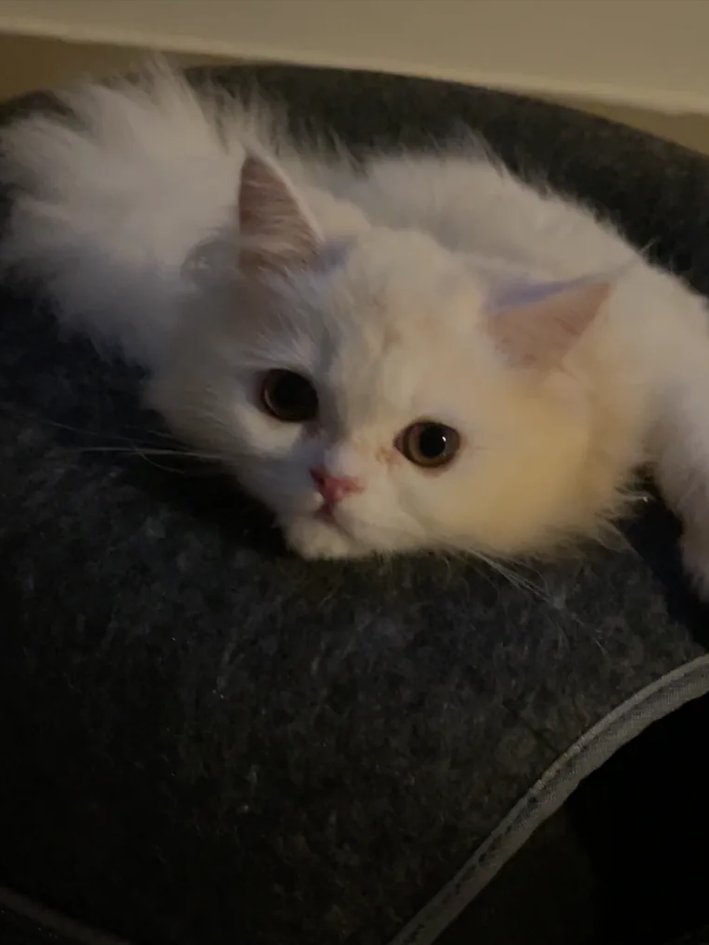 ปาล์ม - พีรวิชญ์ พินธะ