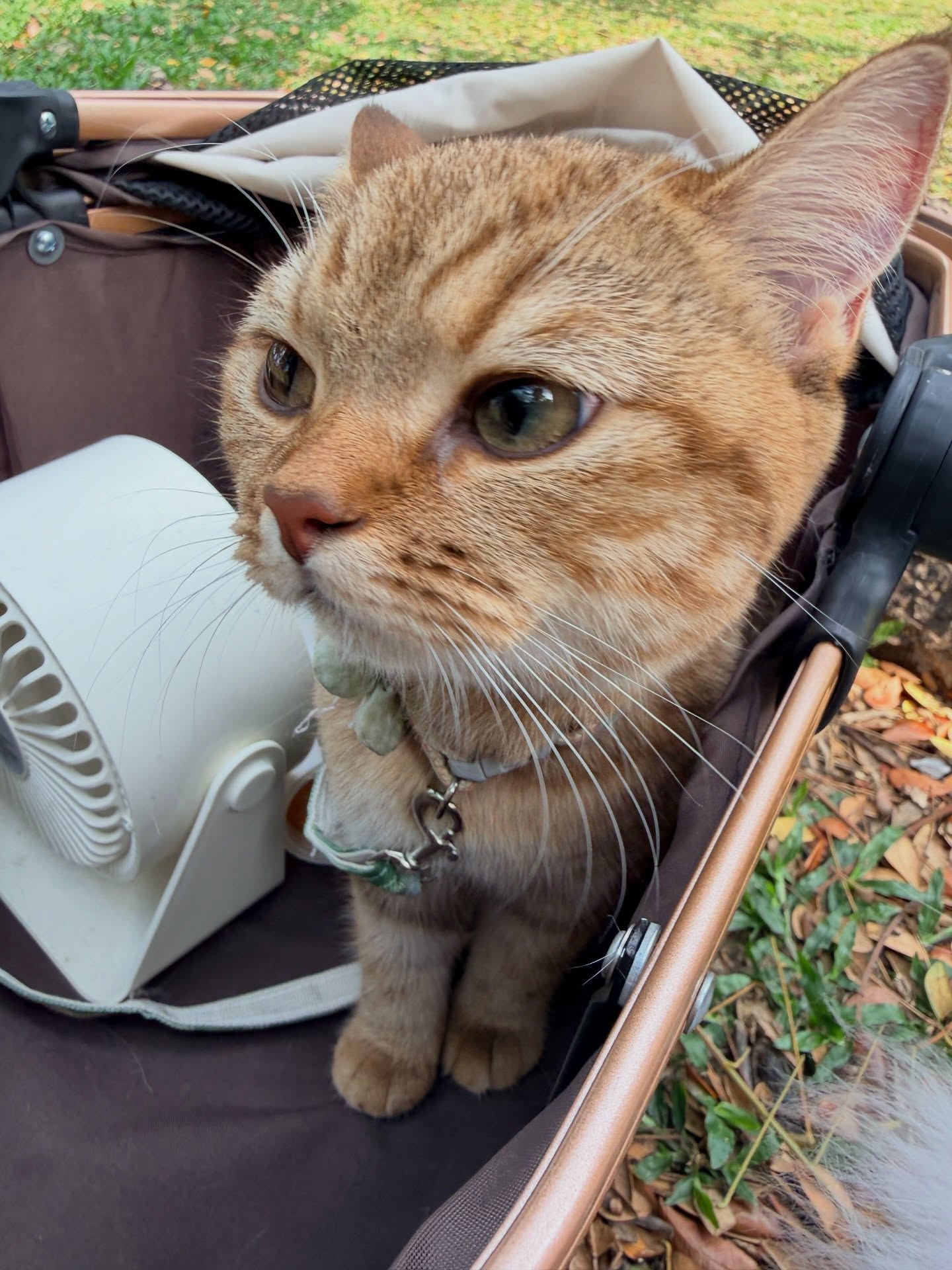 ปาล์ม - พีรวิชญ์ พินธะ