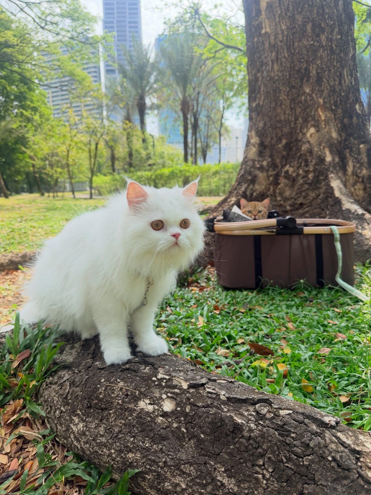 ปาล์ม - พีรวิชญ์ พินธะ